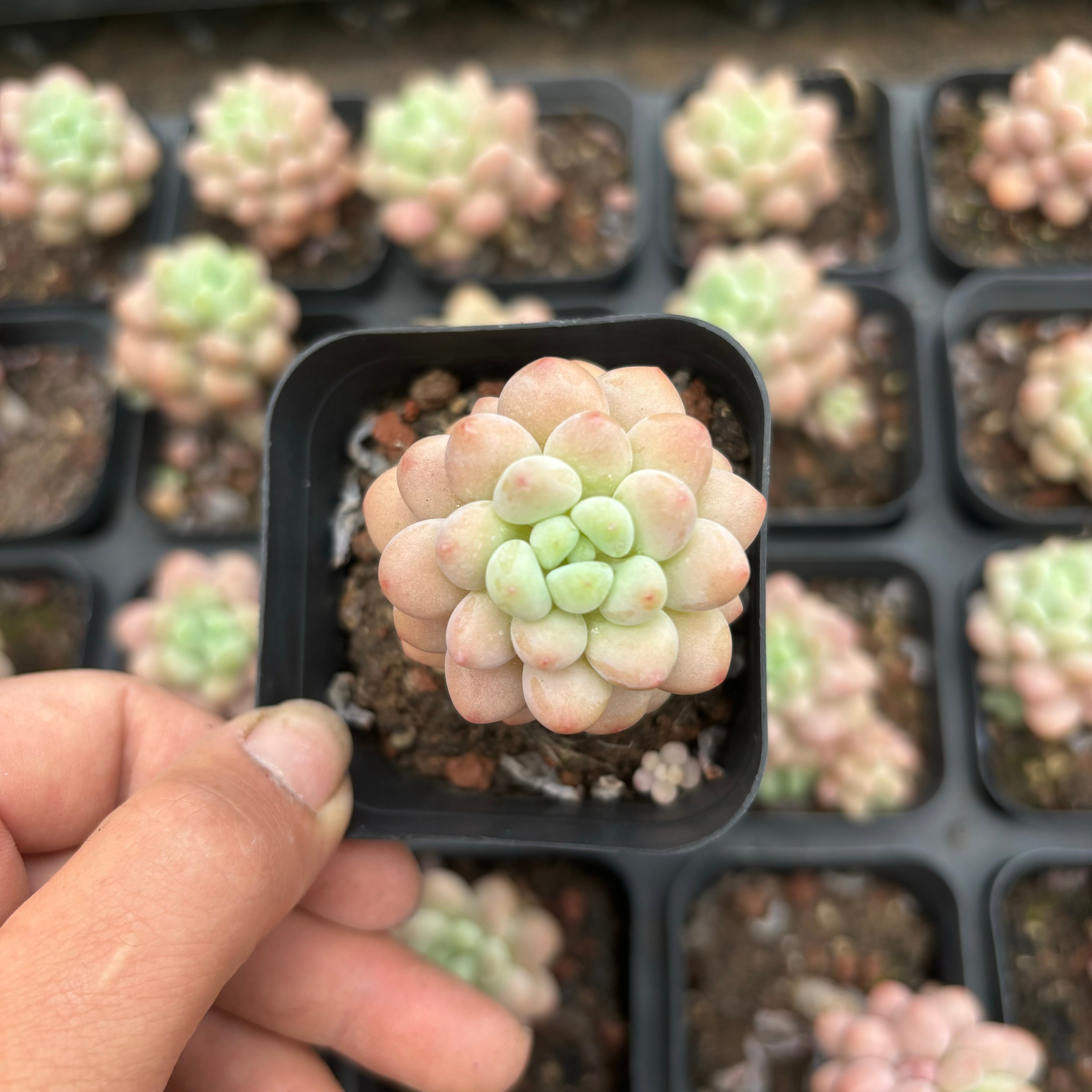 CA061 ダフネ エケベリア