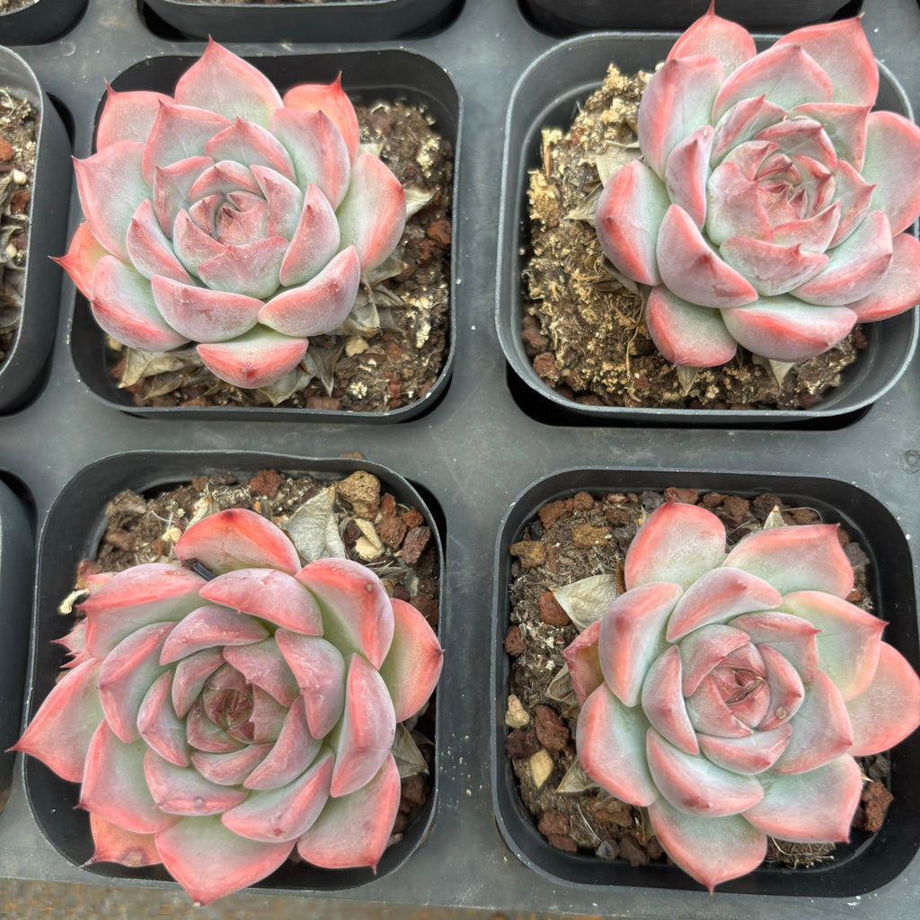 A062 イアントレラ エケベリア