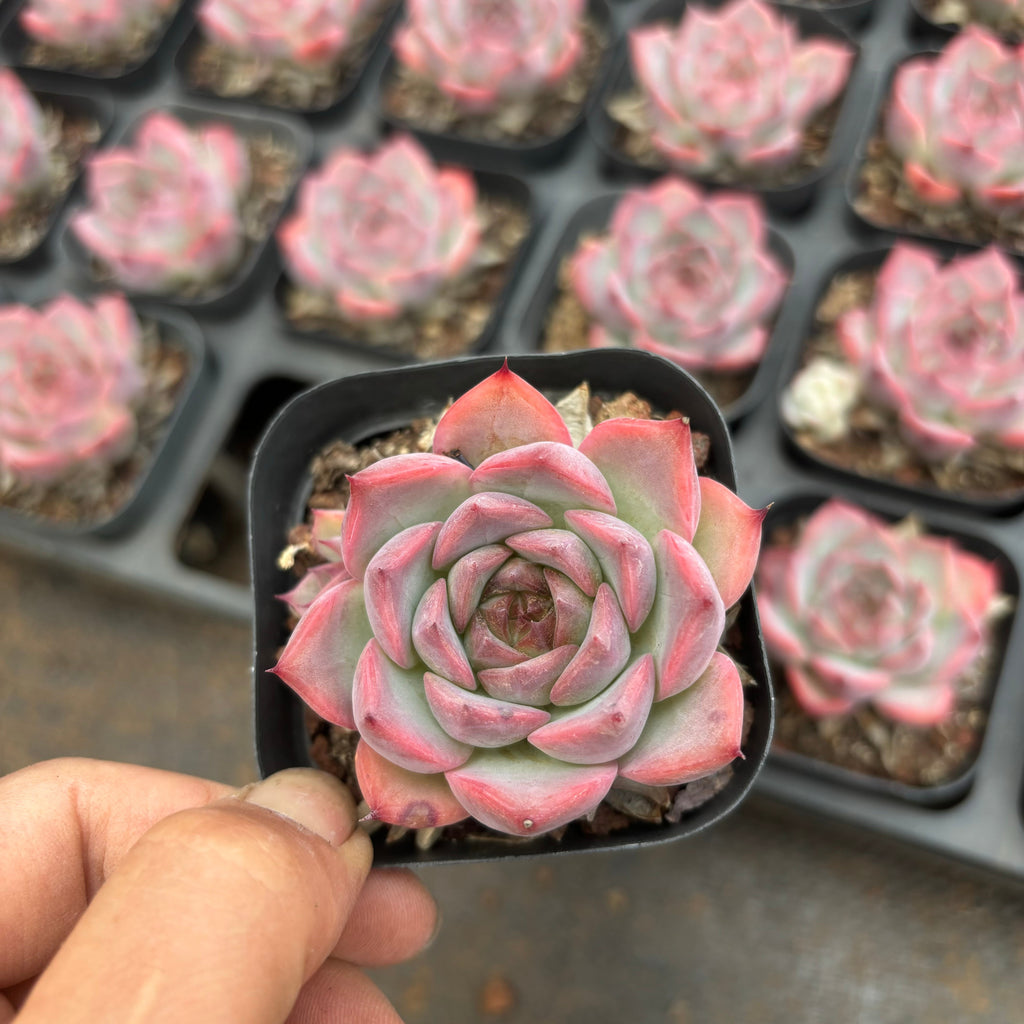 A062 イアントレラ エケベリア