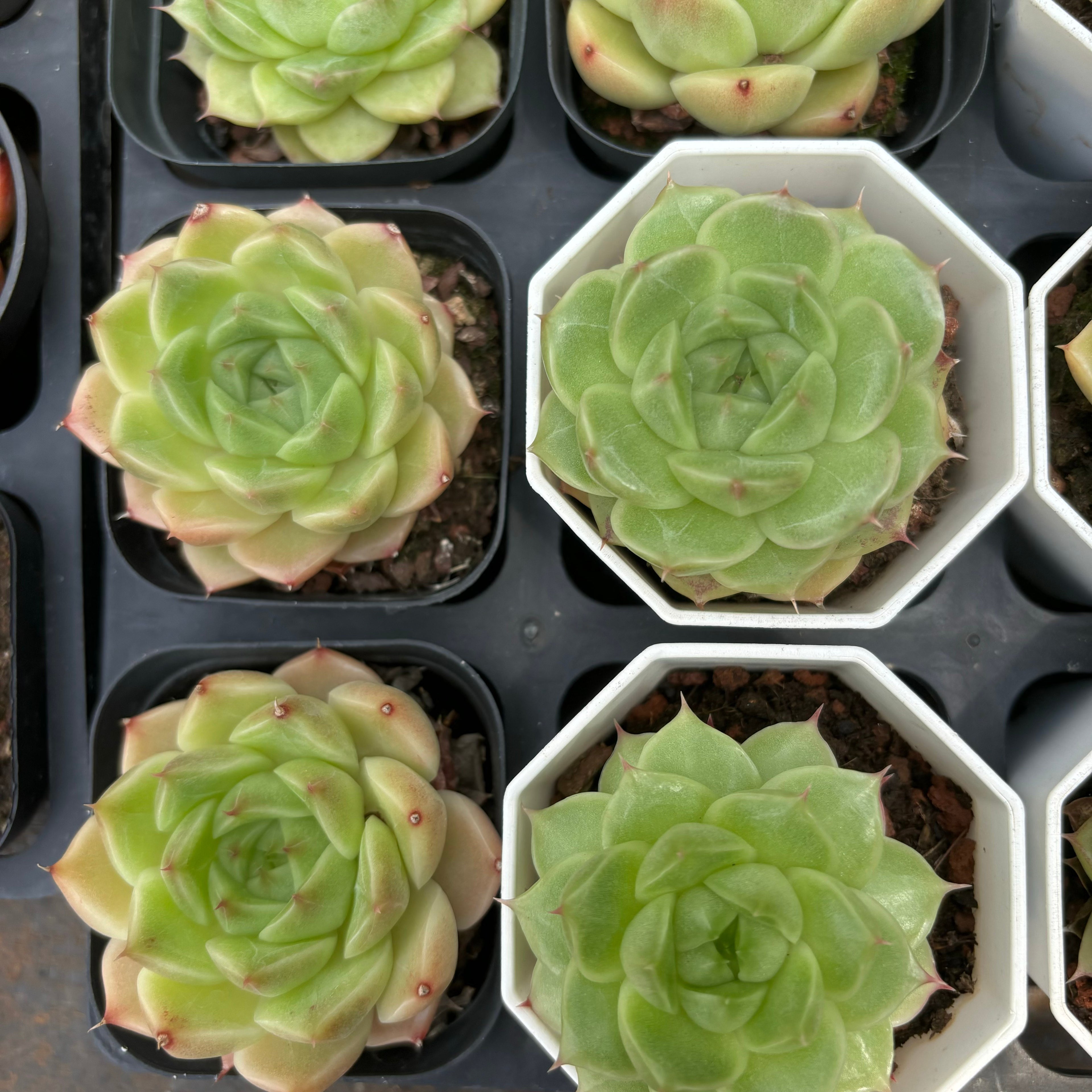 CA063 マルガン エケベリア