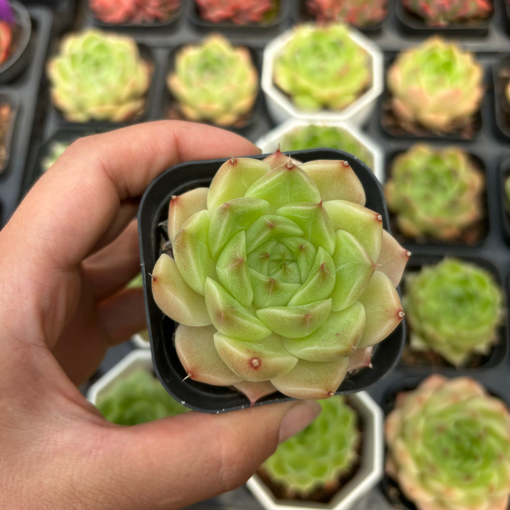 CA063 マルガン エケベリア