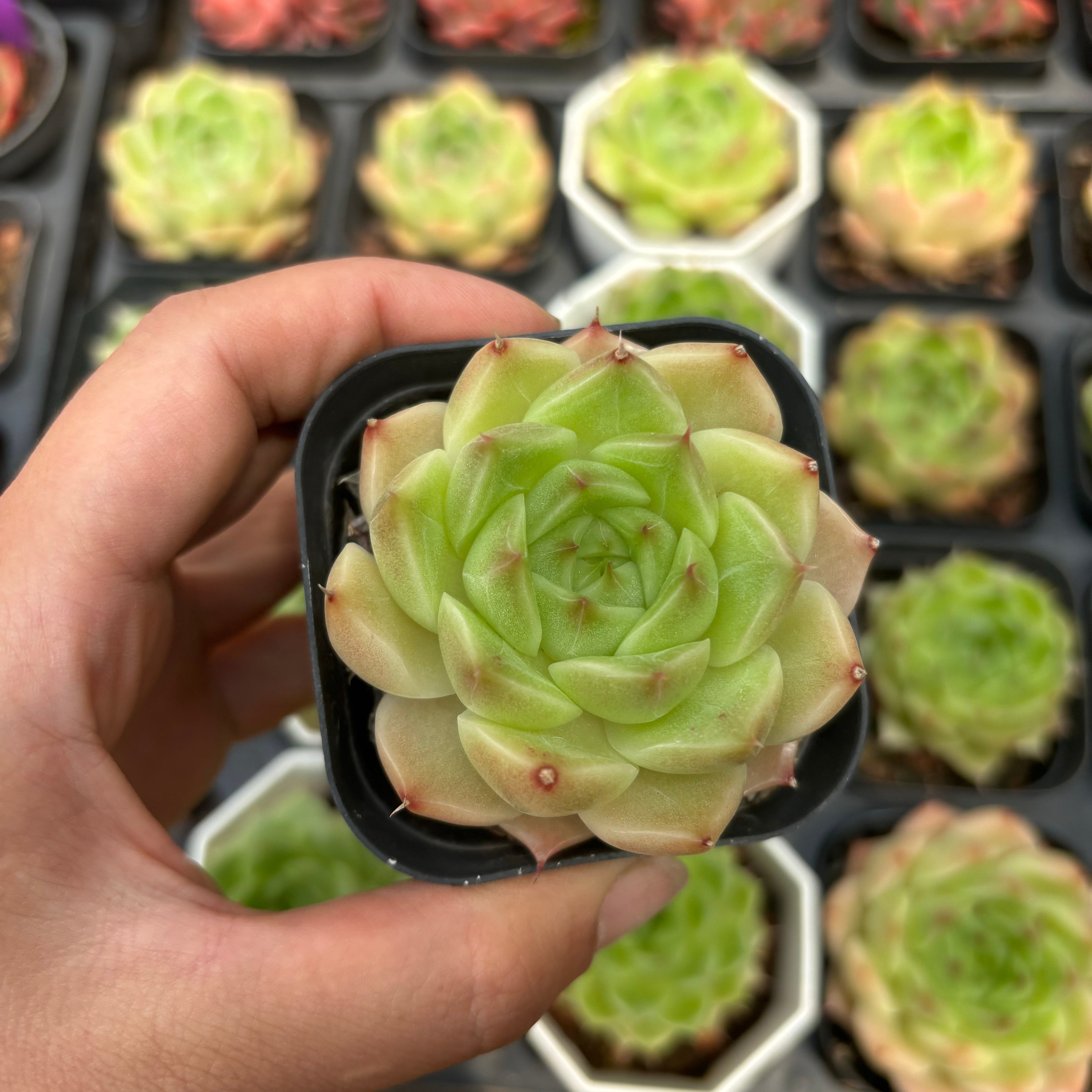 CA063 マルガン エケベリア