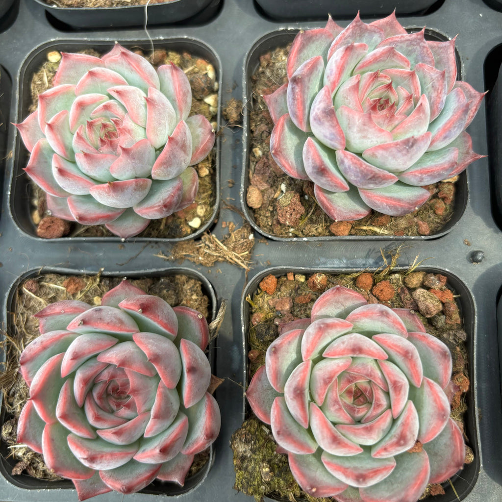 CA064 カンティクル エケベリア