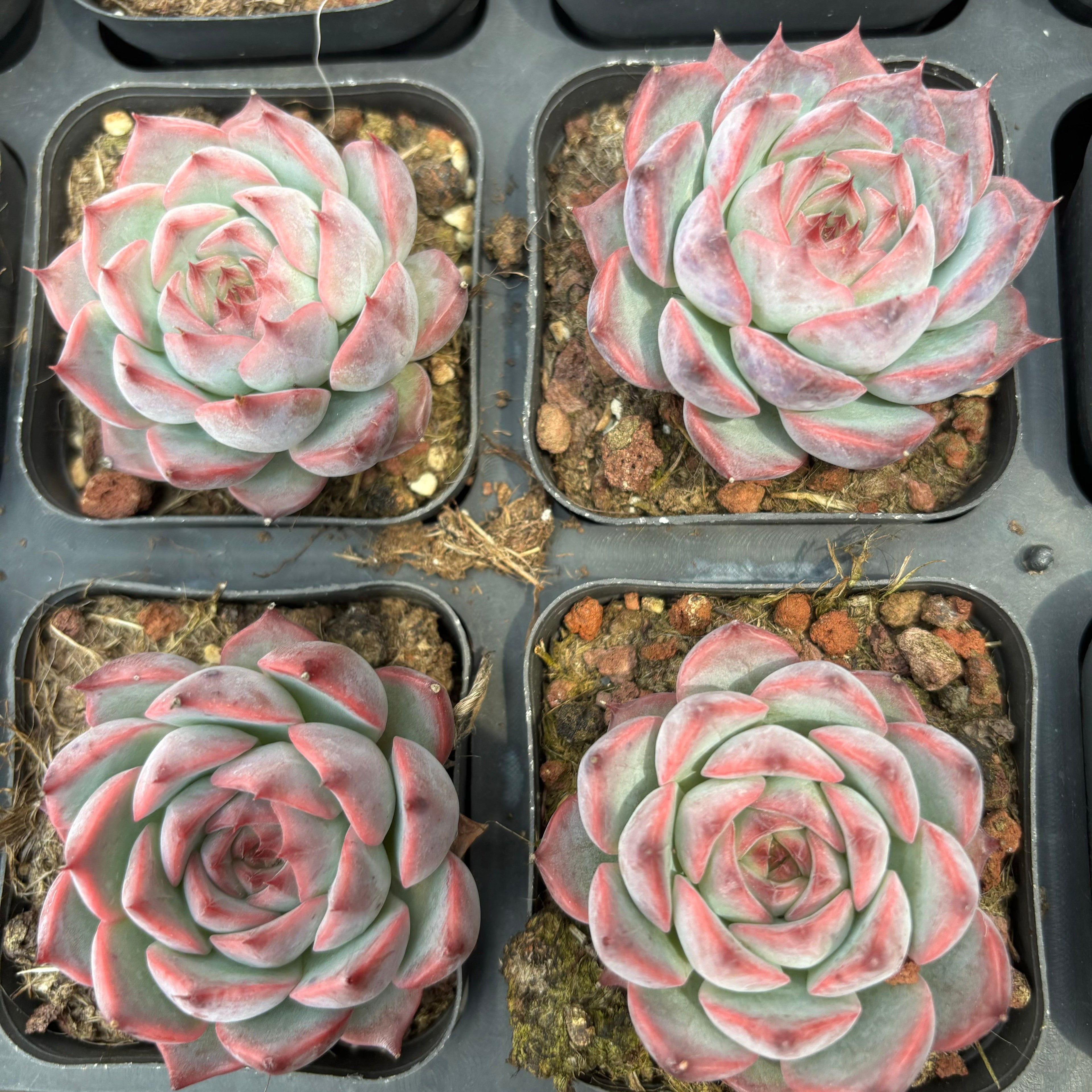 A064 カンティクル エケベリア