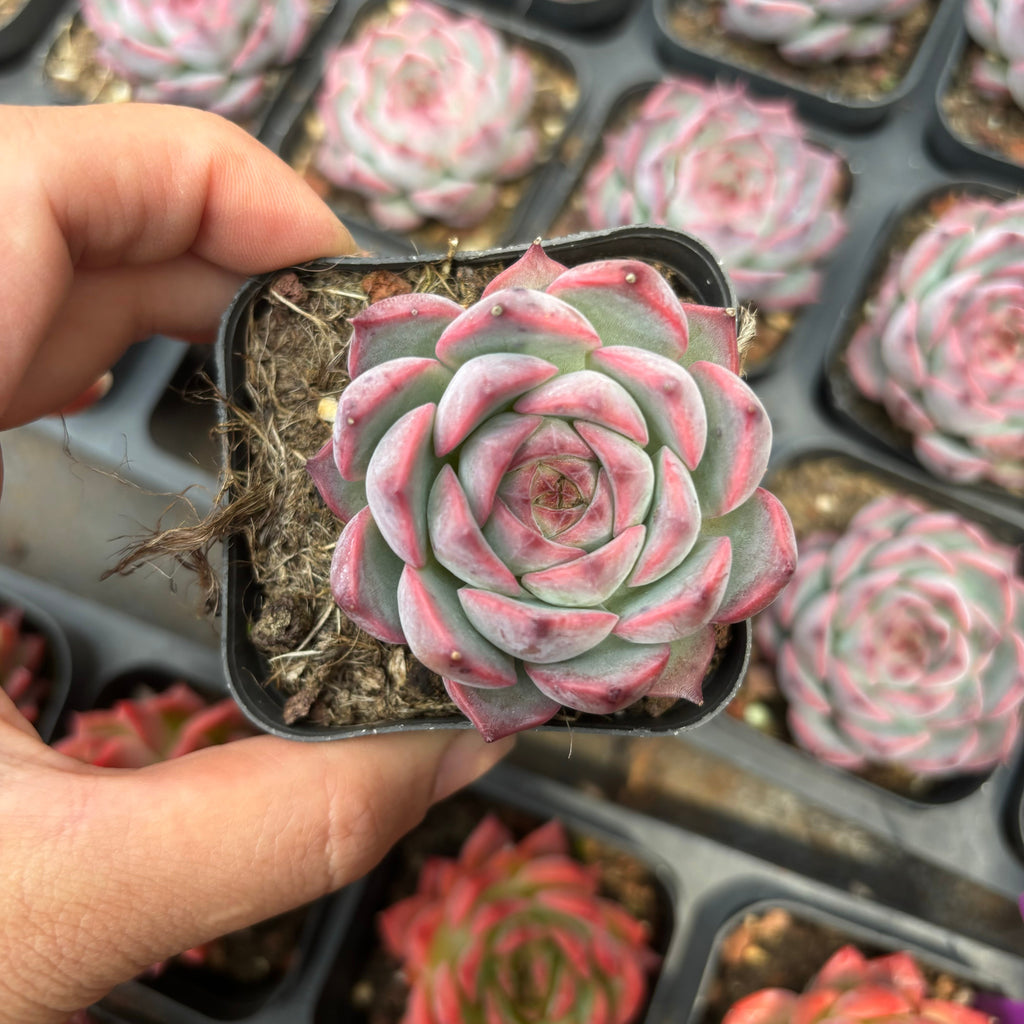 CA064 カンティクル エケベリア