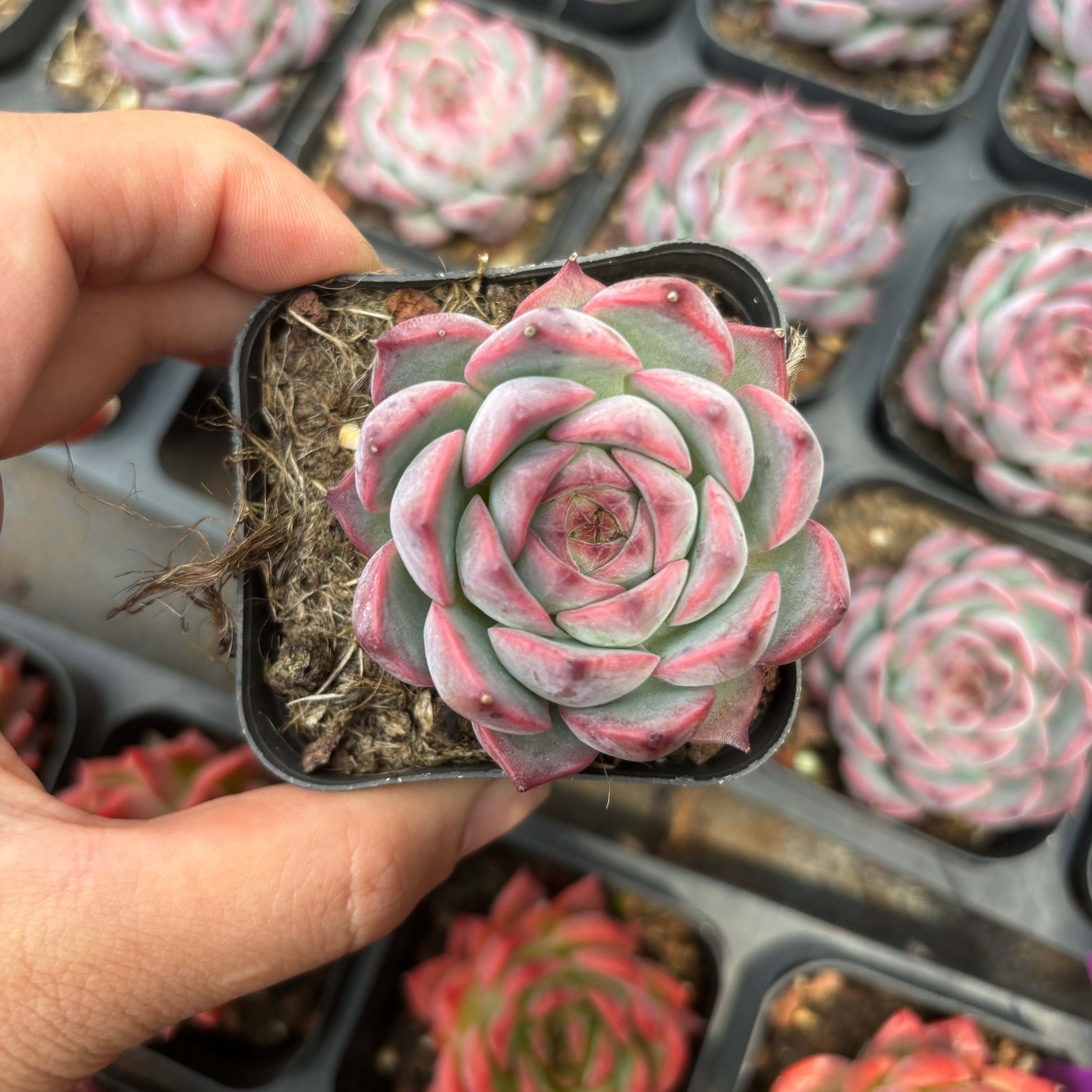 A064 カンティクル エケベリア