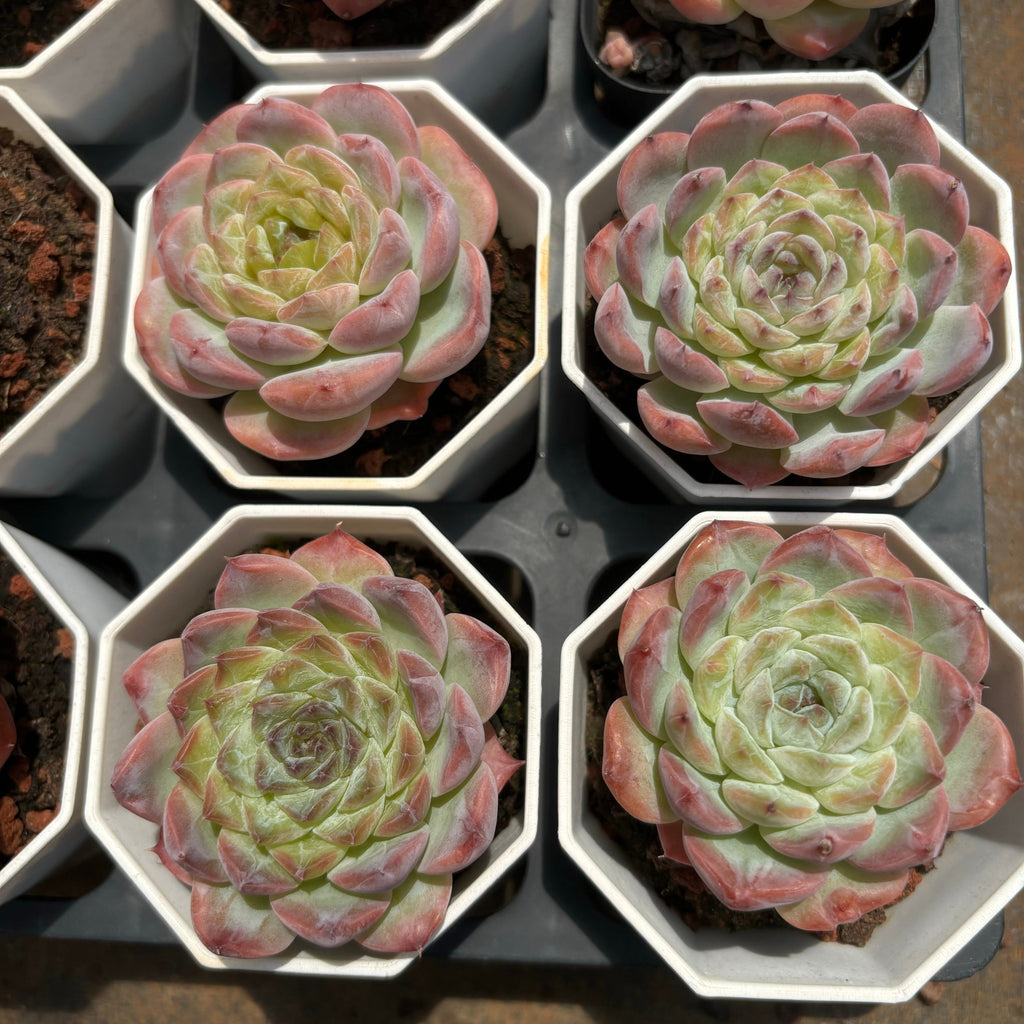 A065 シュガーベイビー エケベリア