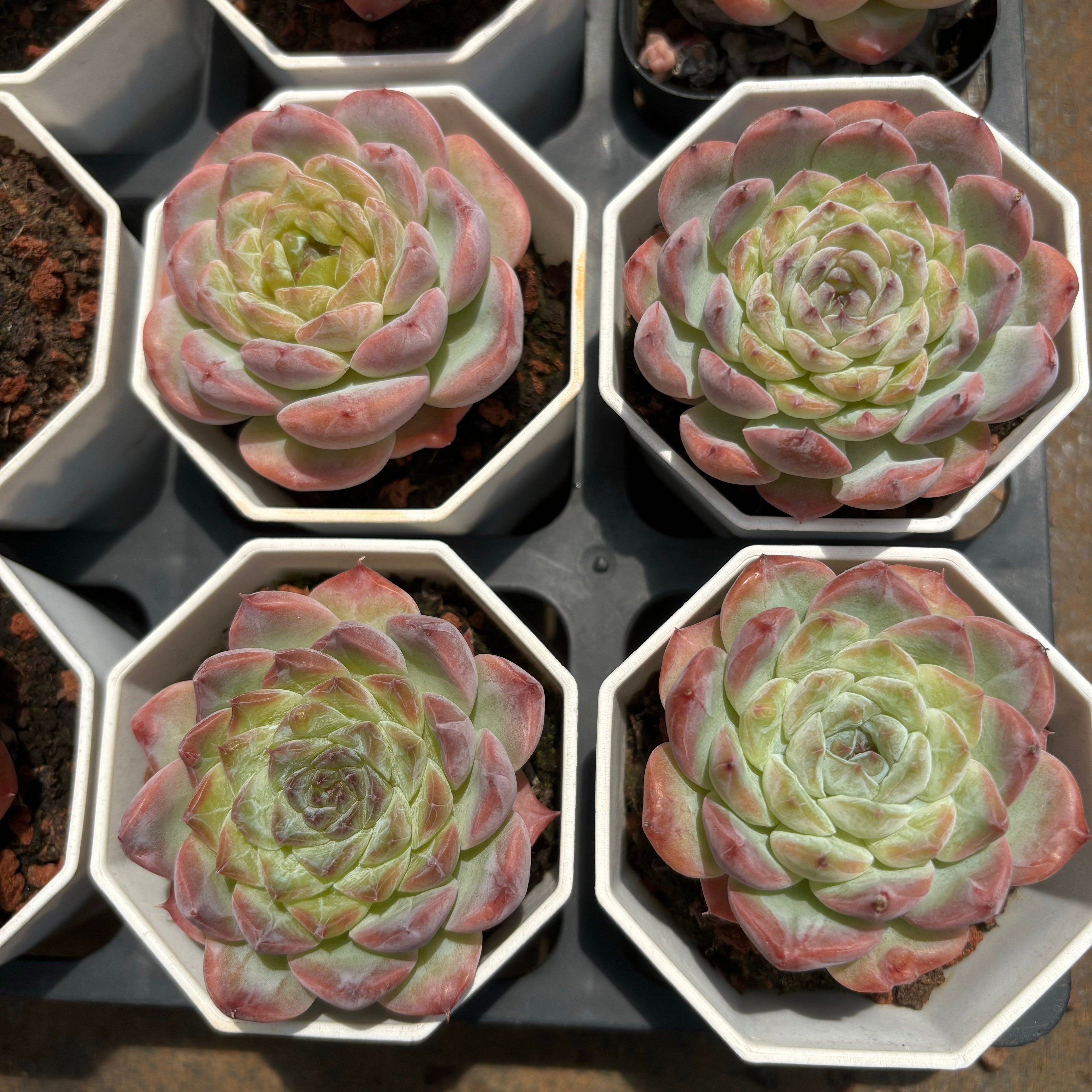 A065 シュガーベイビー エケベリア