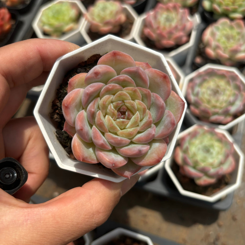 A065 シュガーベイビー エケベリア