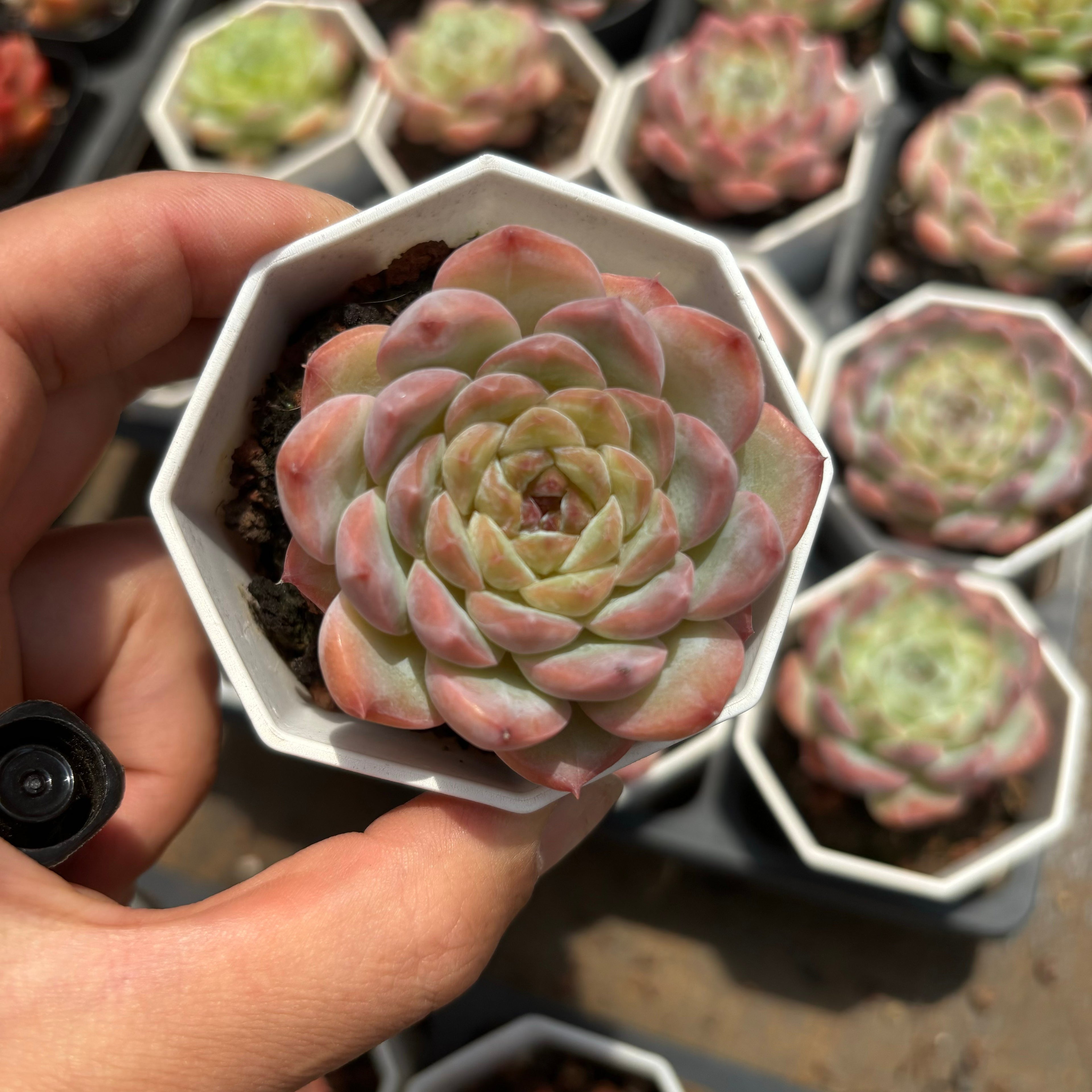 A065 シュガーベイビー エケベリア