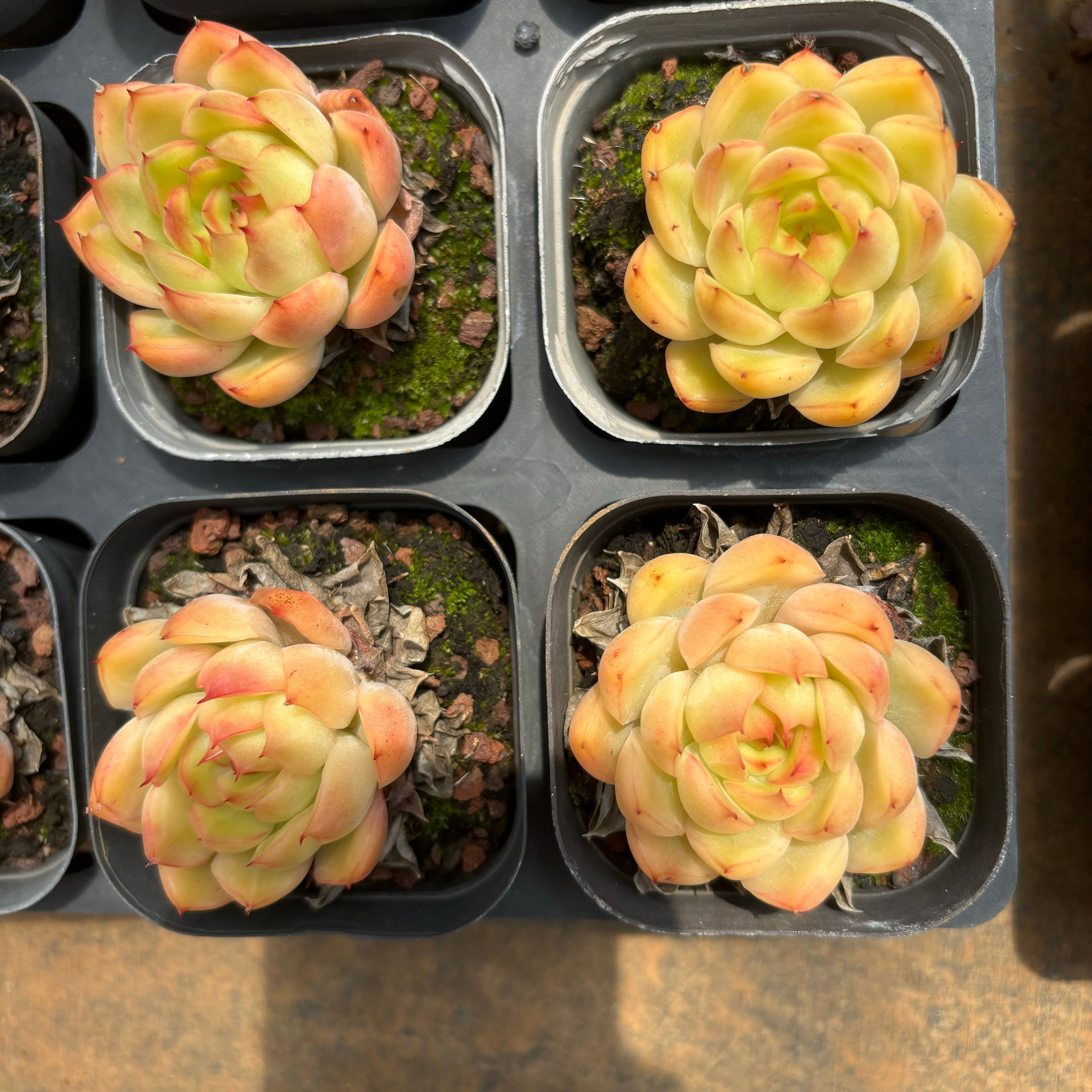 A067 レッドベル エケベリア