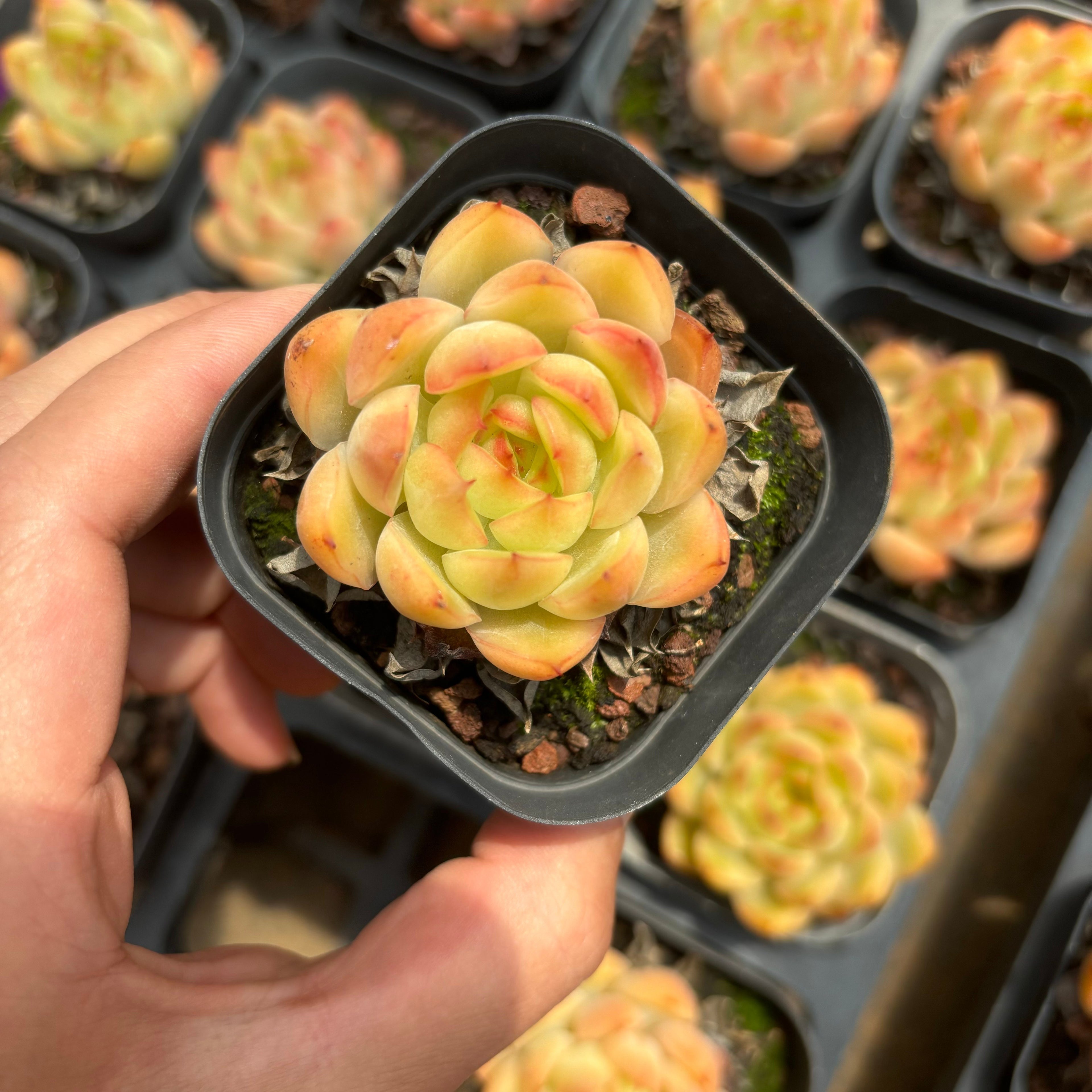 A067 レッドベル エケベリア