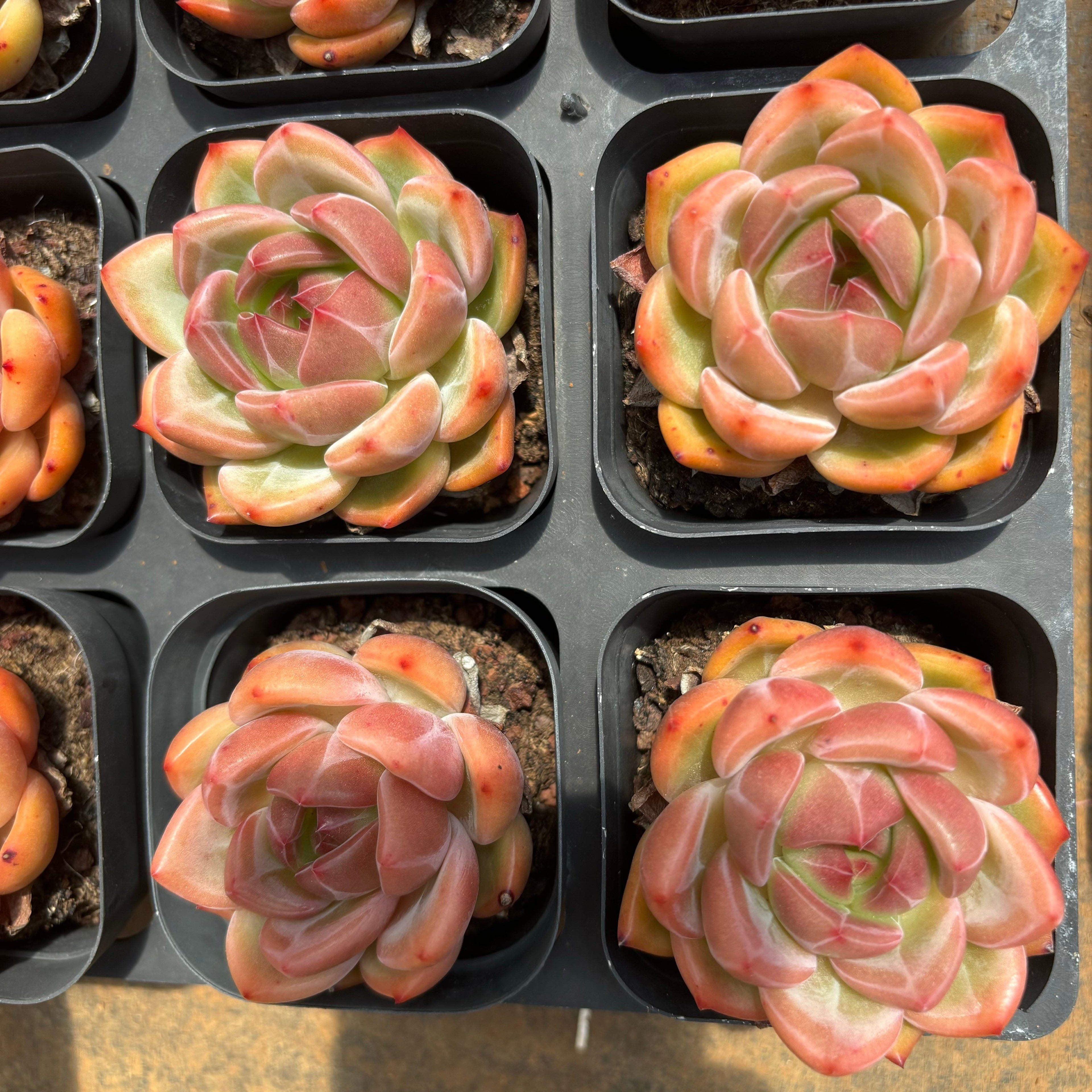 A068 エケベリア シャーロット