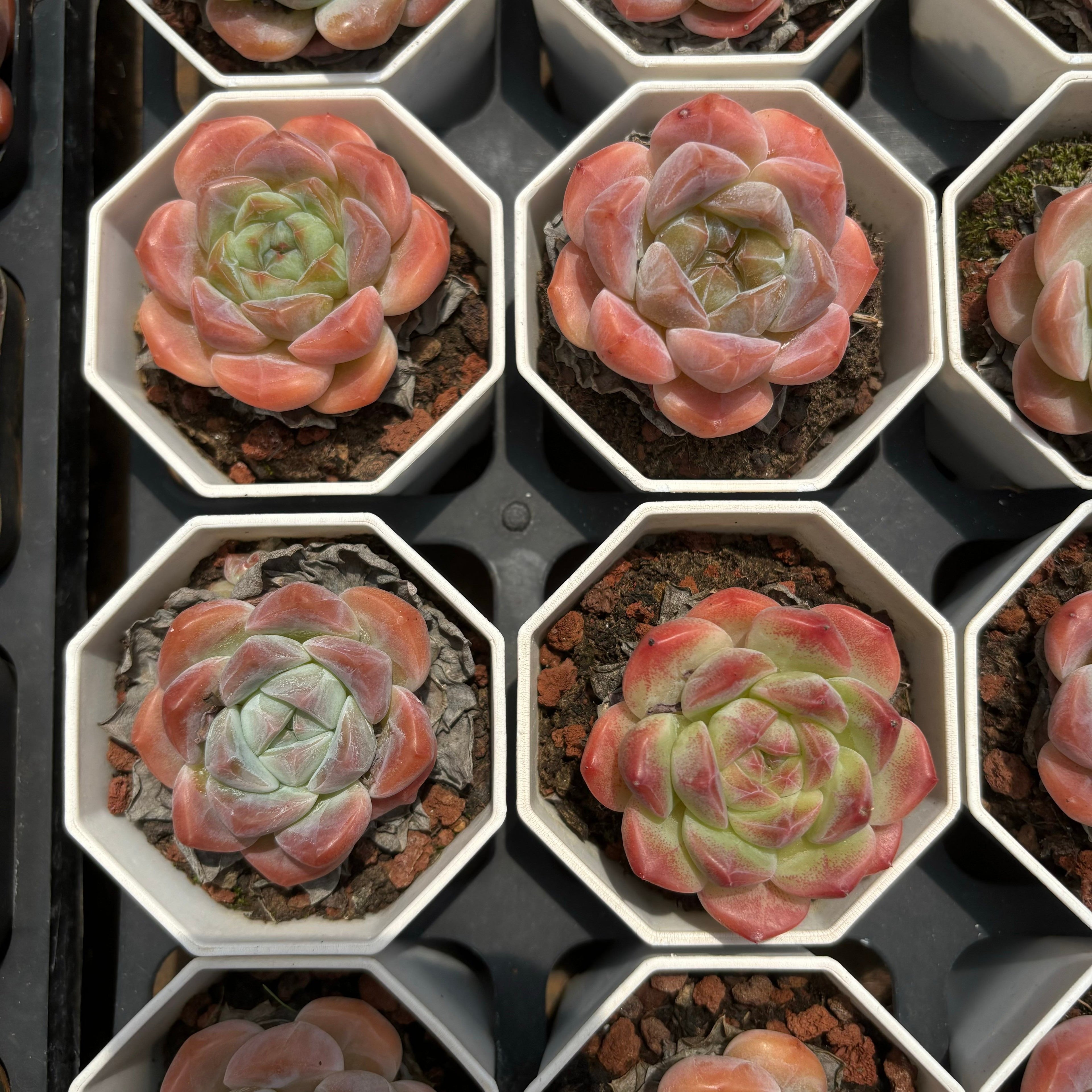 A071  モンロー×シックモンロー エケベリア