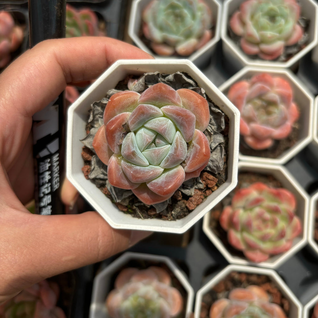 A071  モンロー×シックモンロー エケベリア