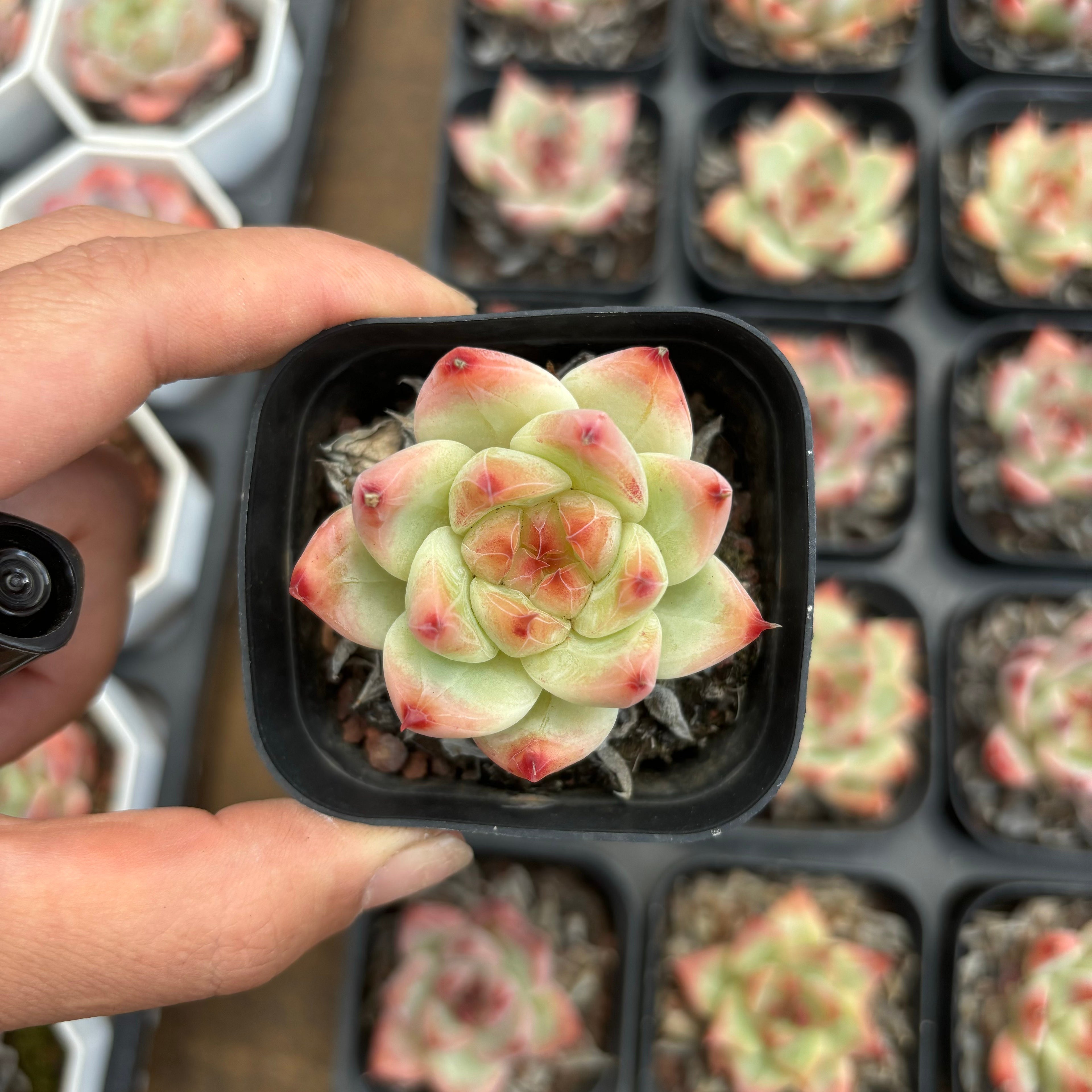 A072 ビッシュ エケベリア