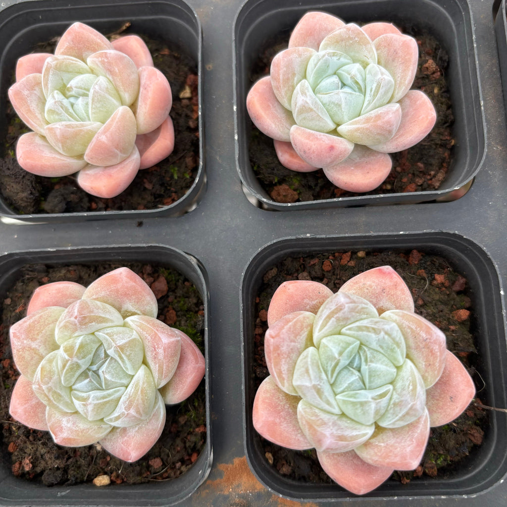 A073 アイスグリーン エケベリア