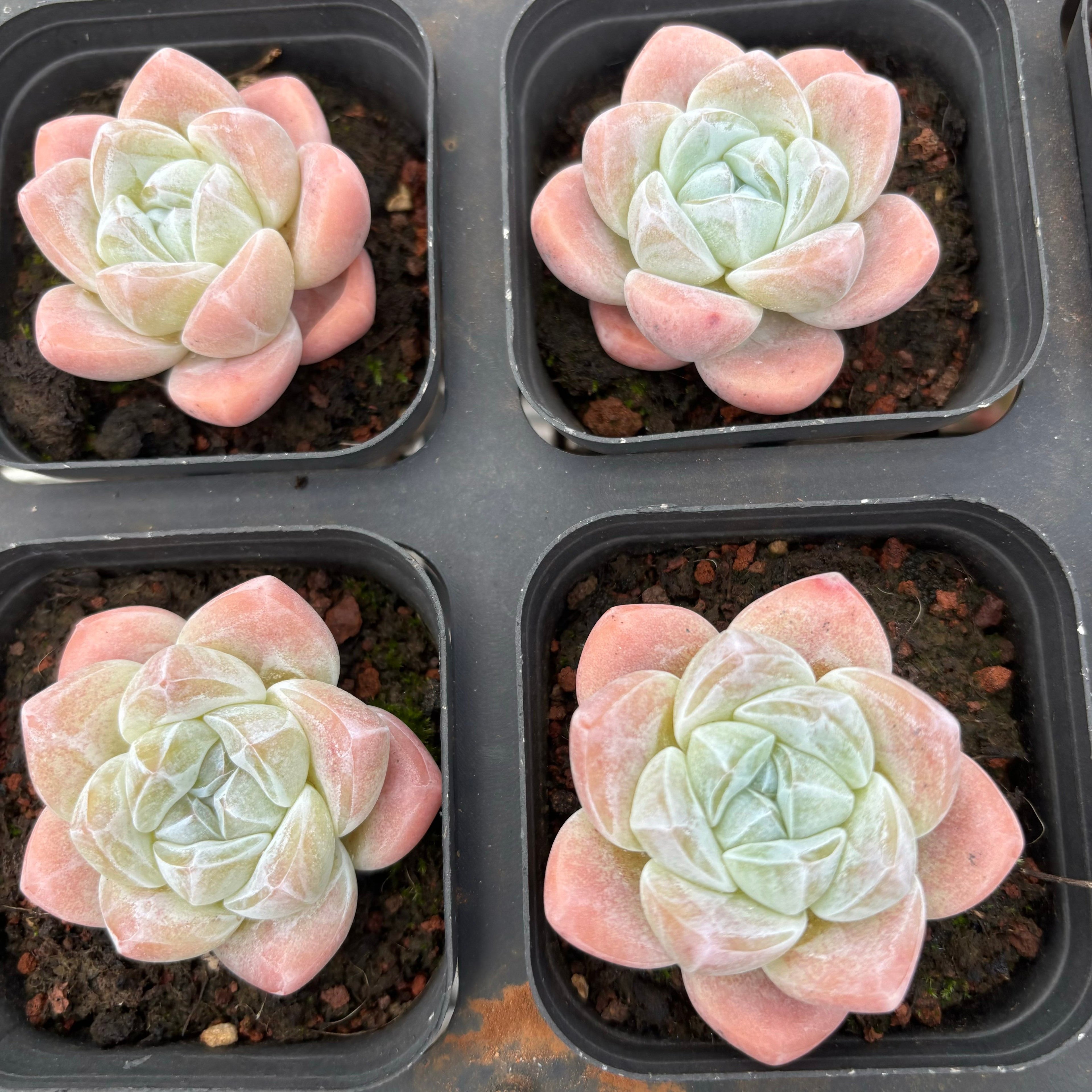 A073 アイスグリーン エケベリア