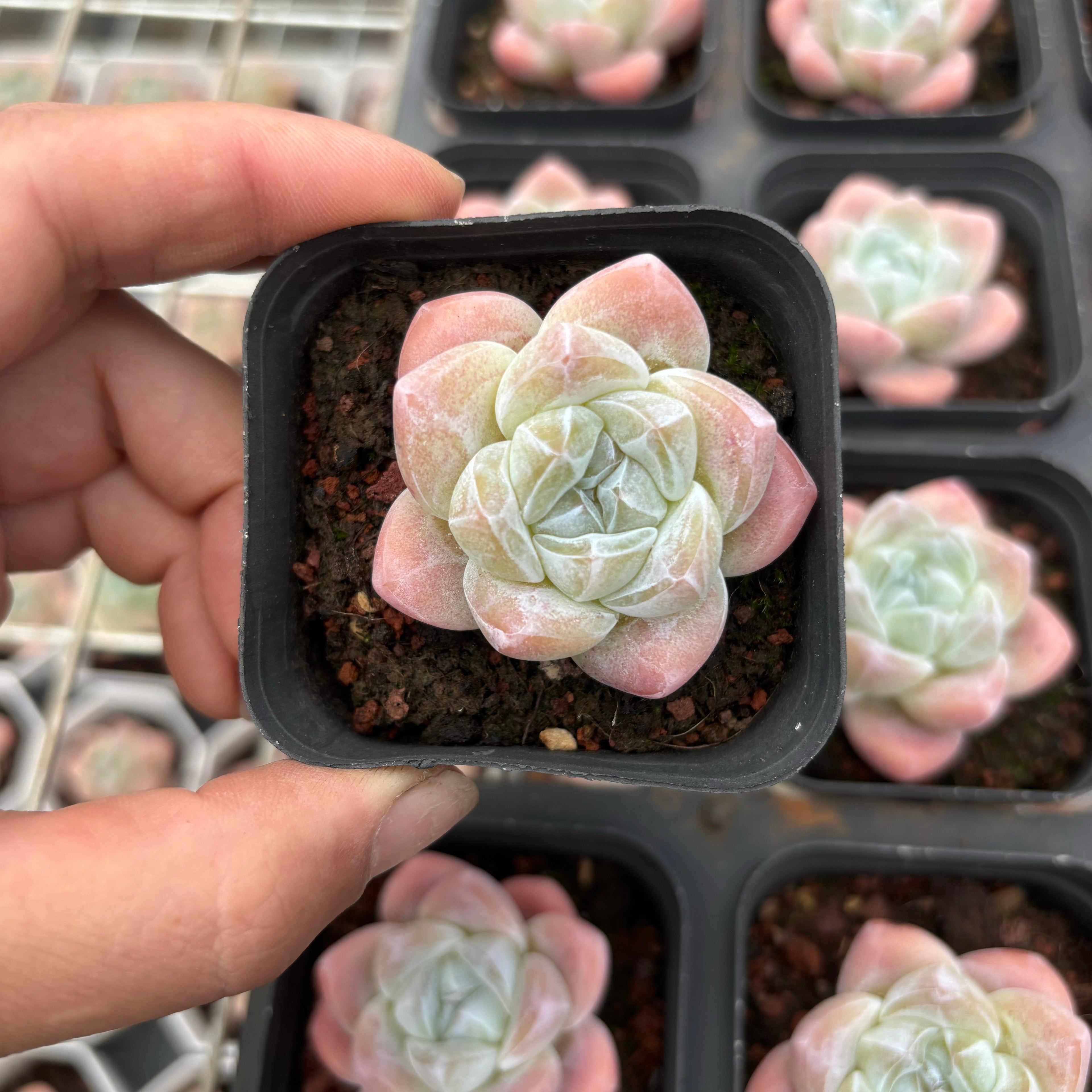 A073 アイスグリーン エケベリア