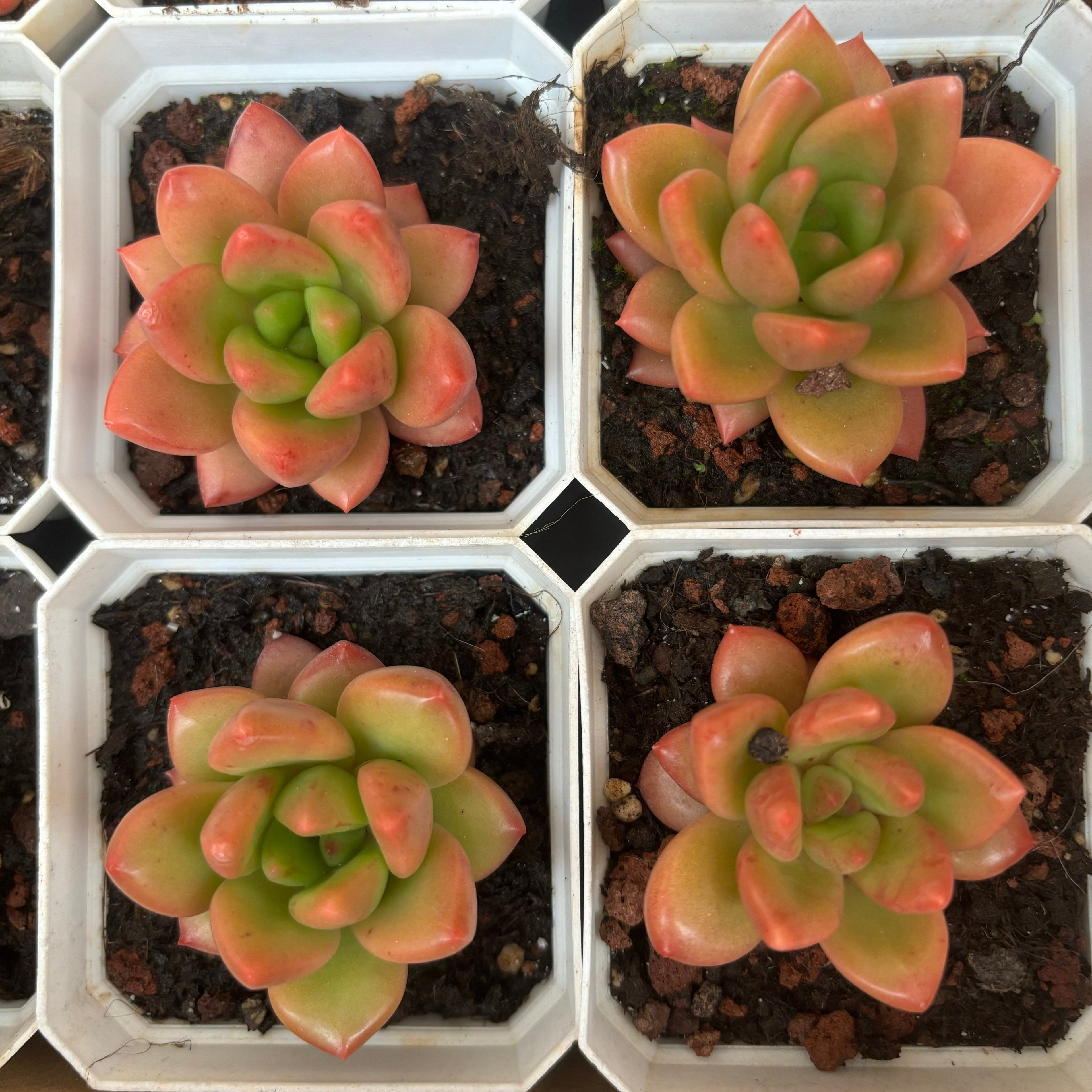 A074 イエロービューティー エケベリア