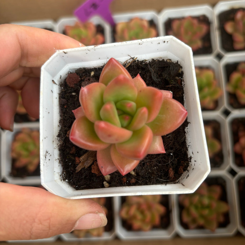 A074 イエロービューティー エケベリア