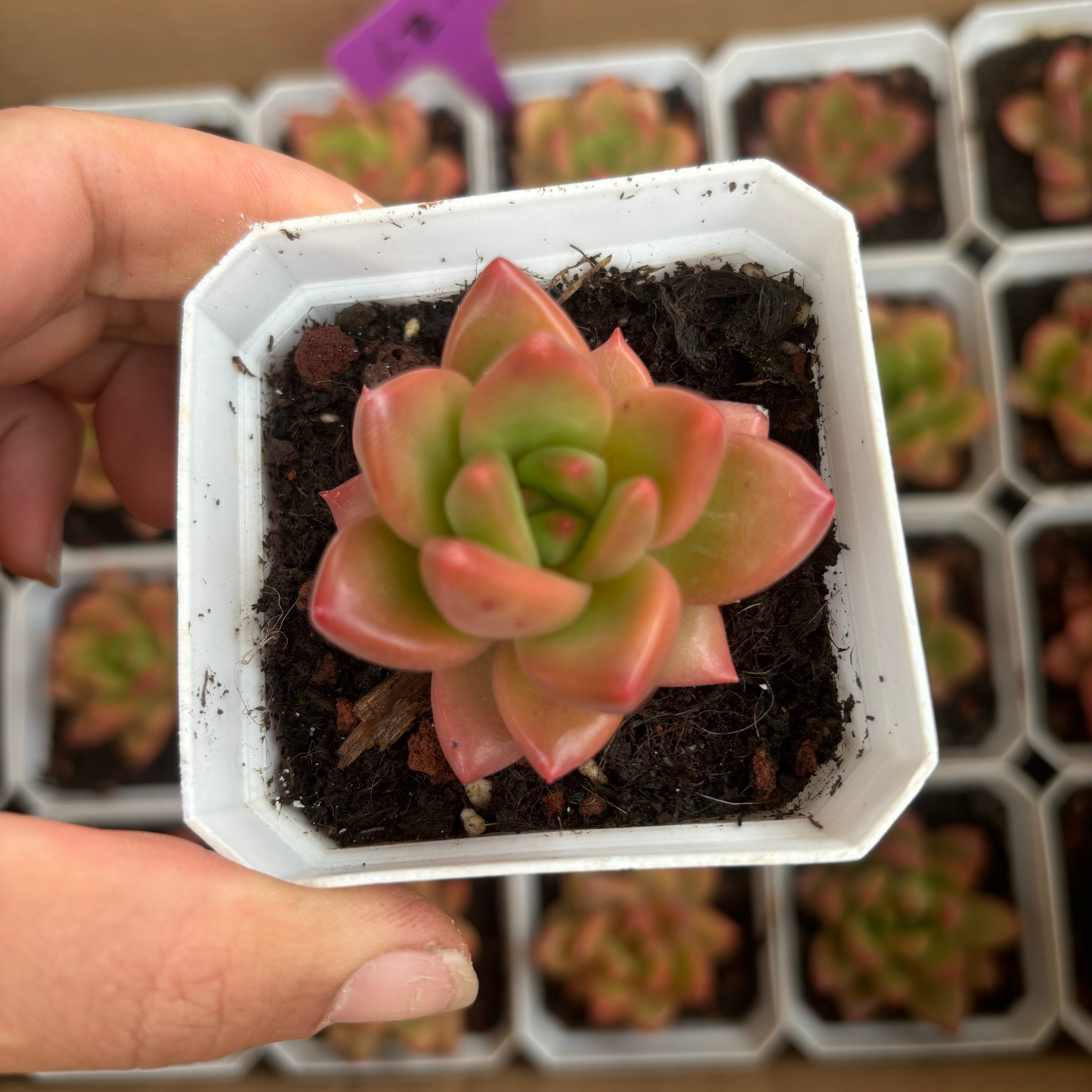 A074 イエロービューティー エケベリア