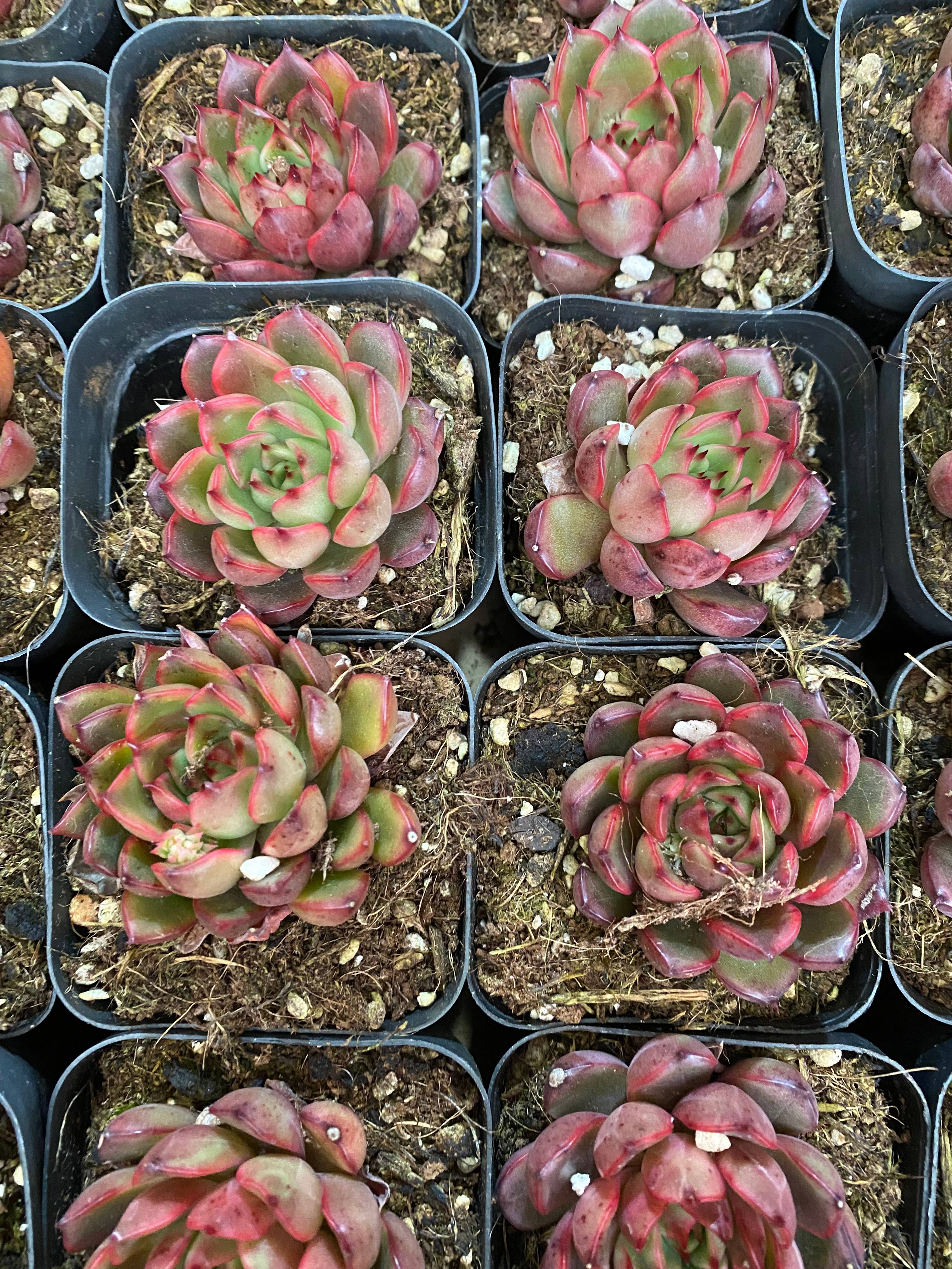 商品 – 環球園芸