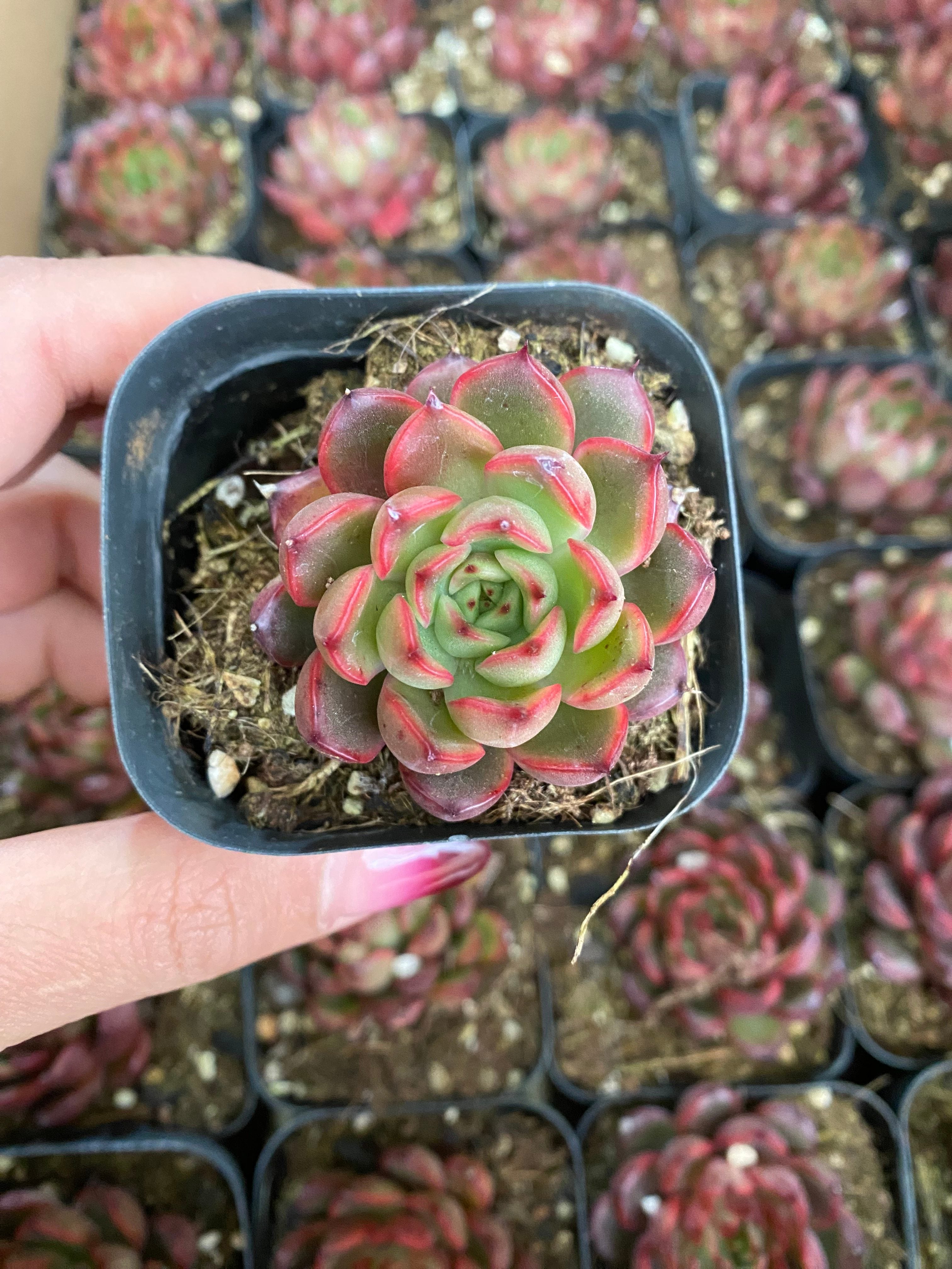 商品 – 環球園芸