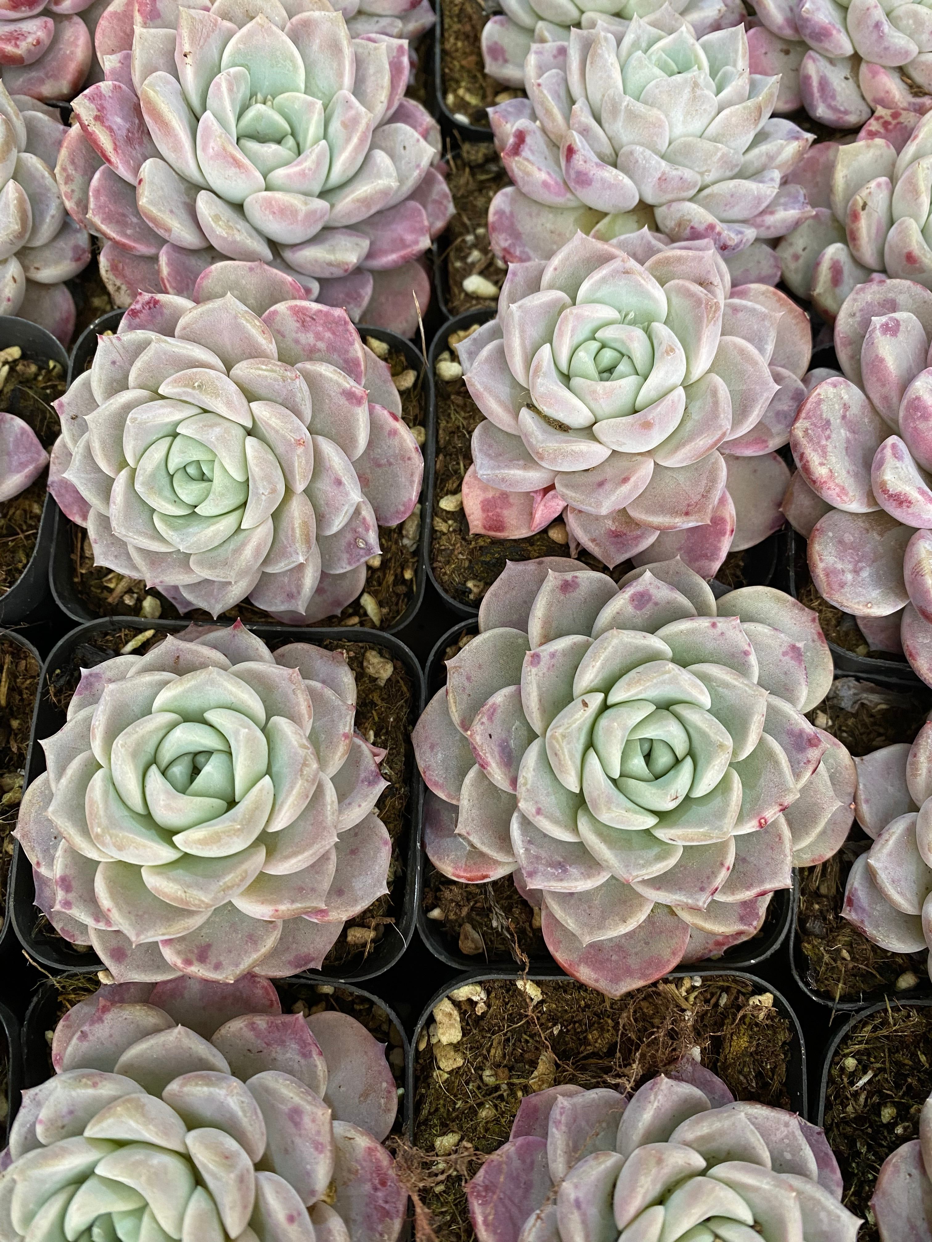 商品 – 環球園芸