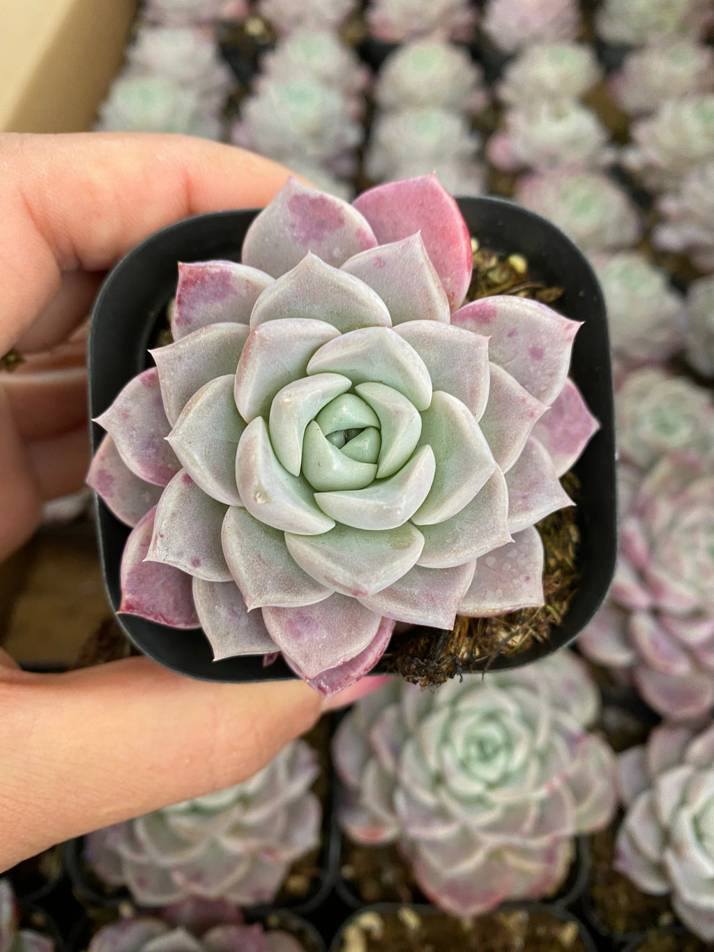 A086 エケベリア ホワイトスタッグ