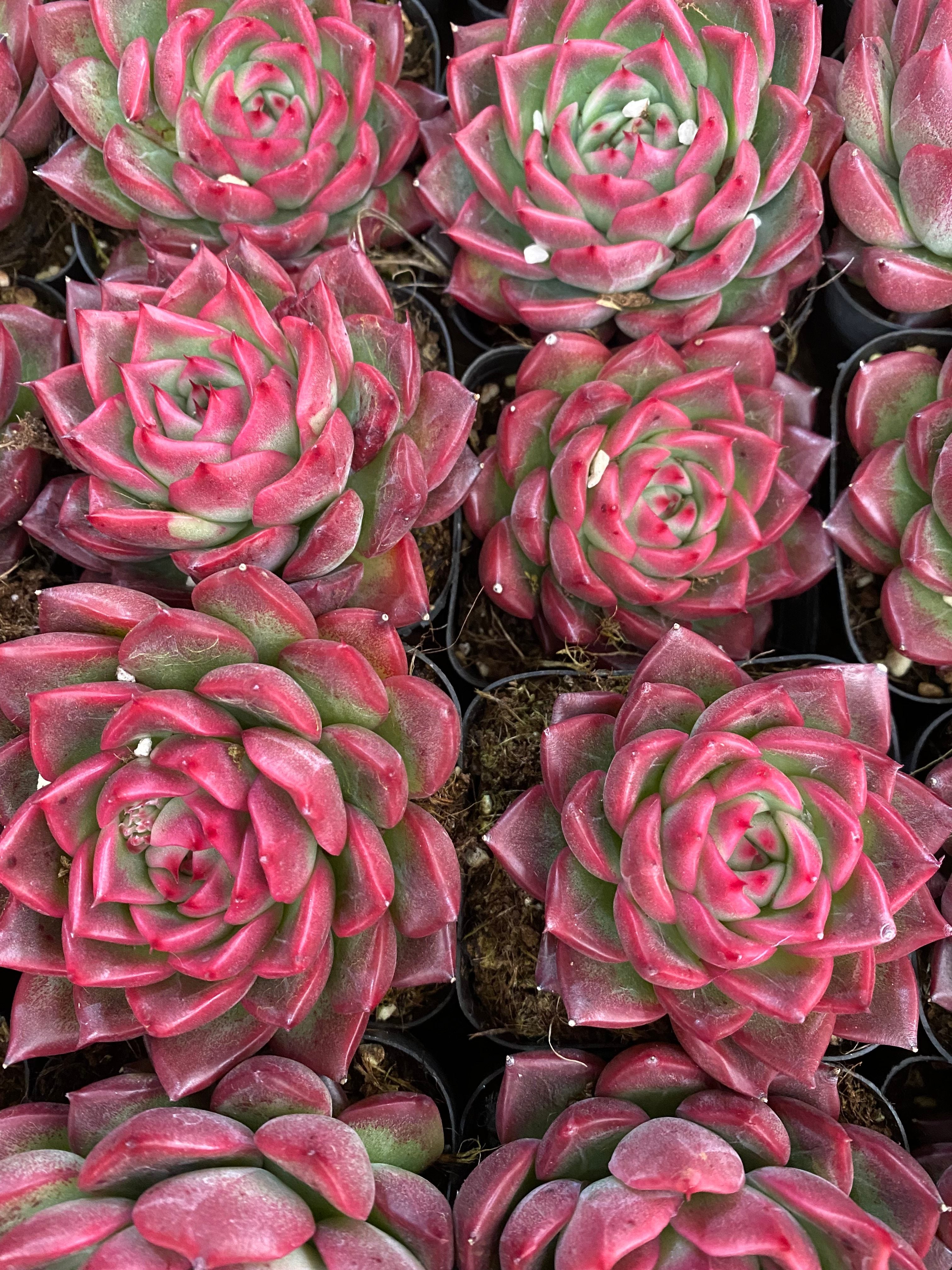 A087 エケベリア プロイティデス