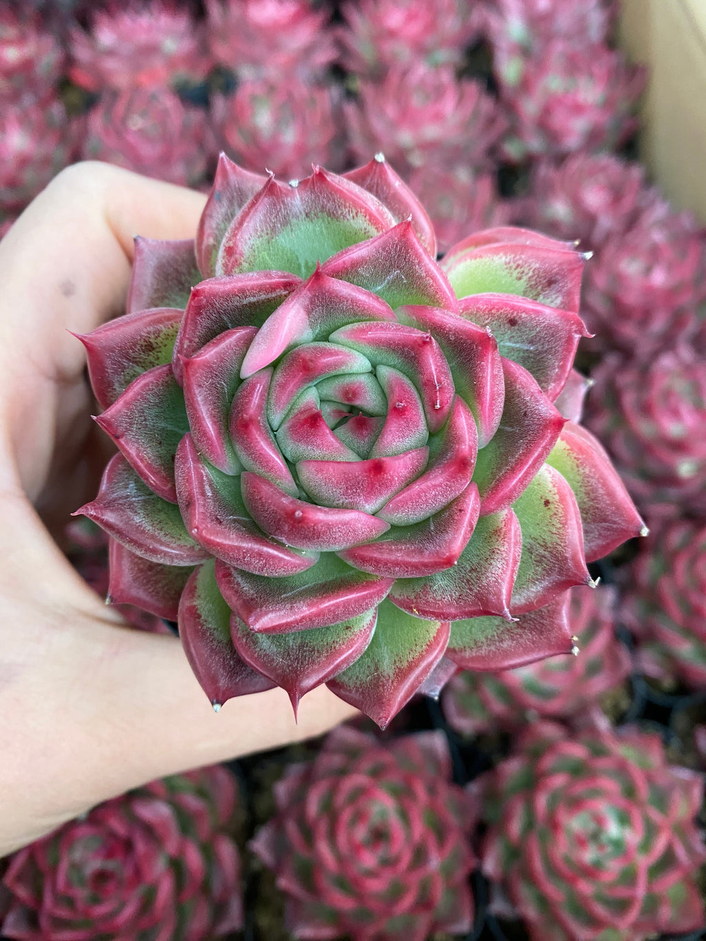 A087 エケベリア プロイティデス