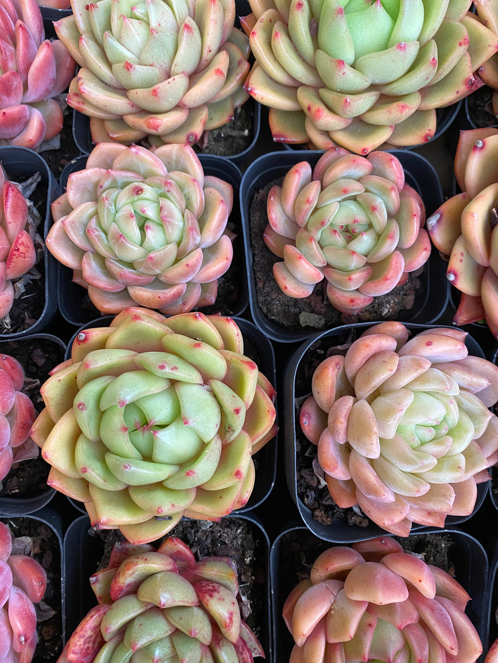 A088 エケベリア ソロモン