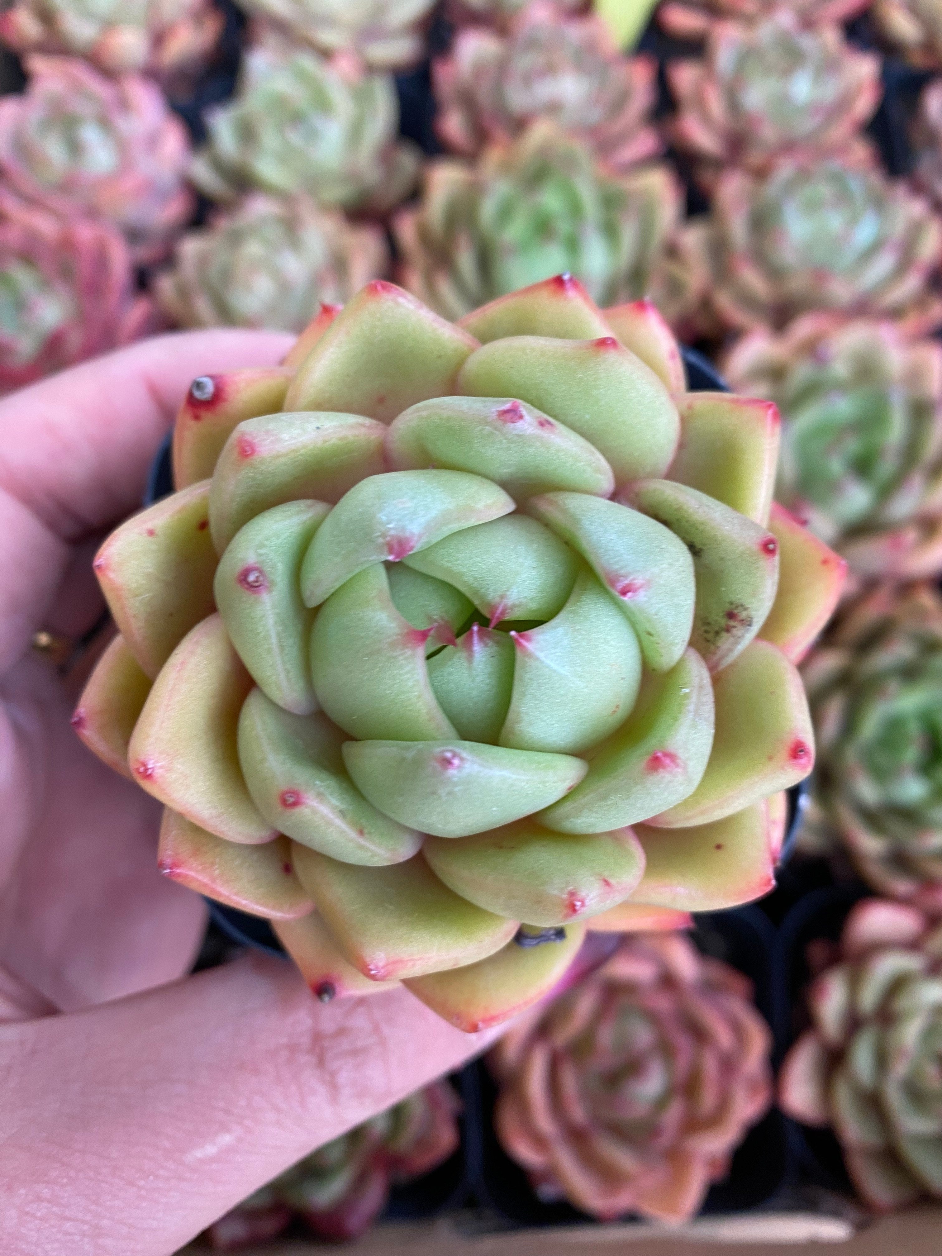 商品 – 環球園芸