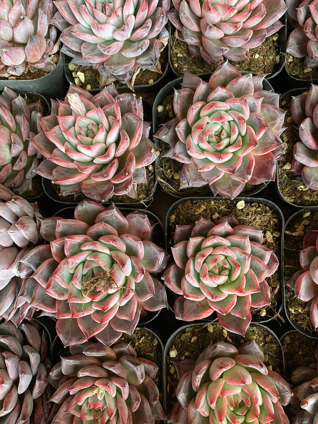 A089 エケベリア 黒天鵝