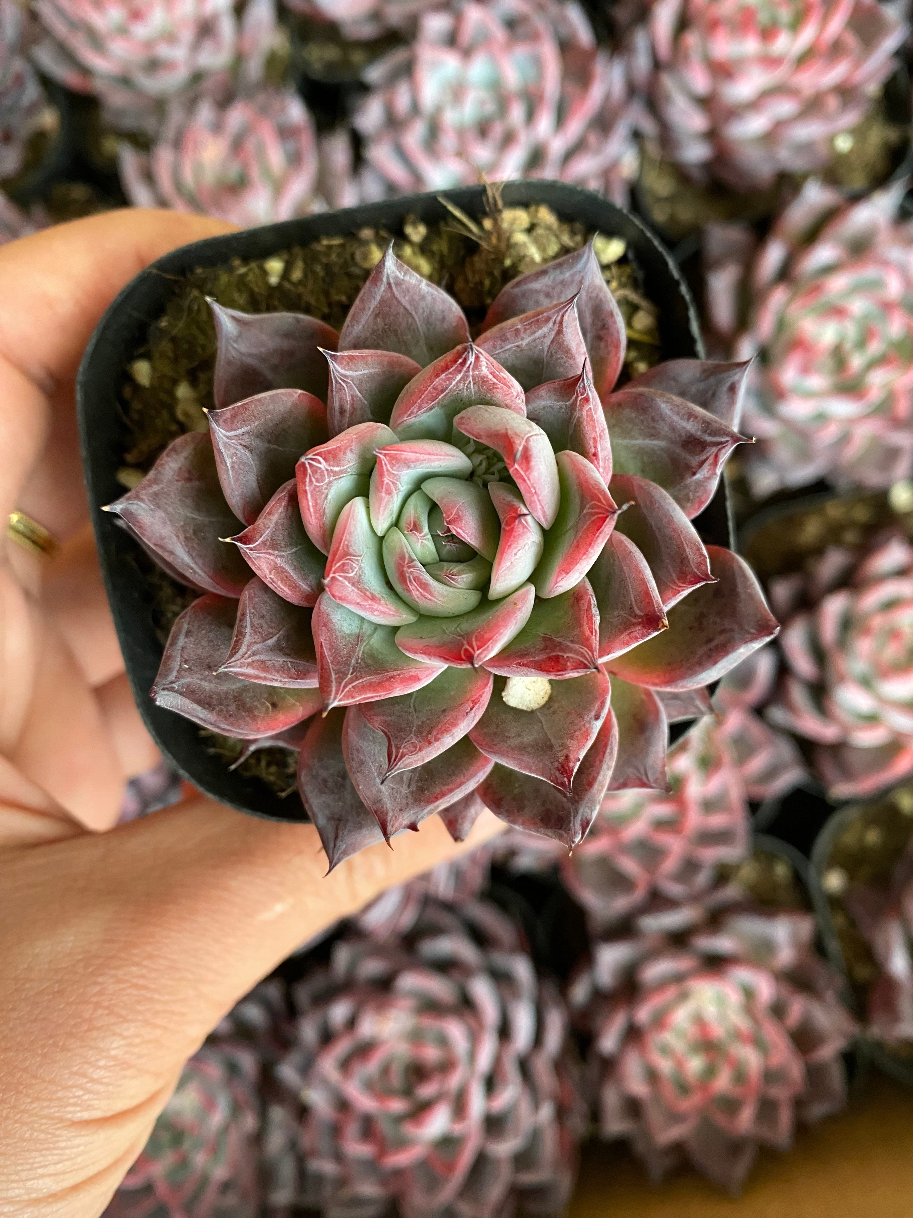 A089 エケベリア 黒天鵝