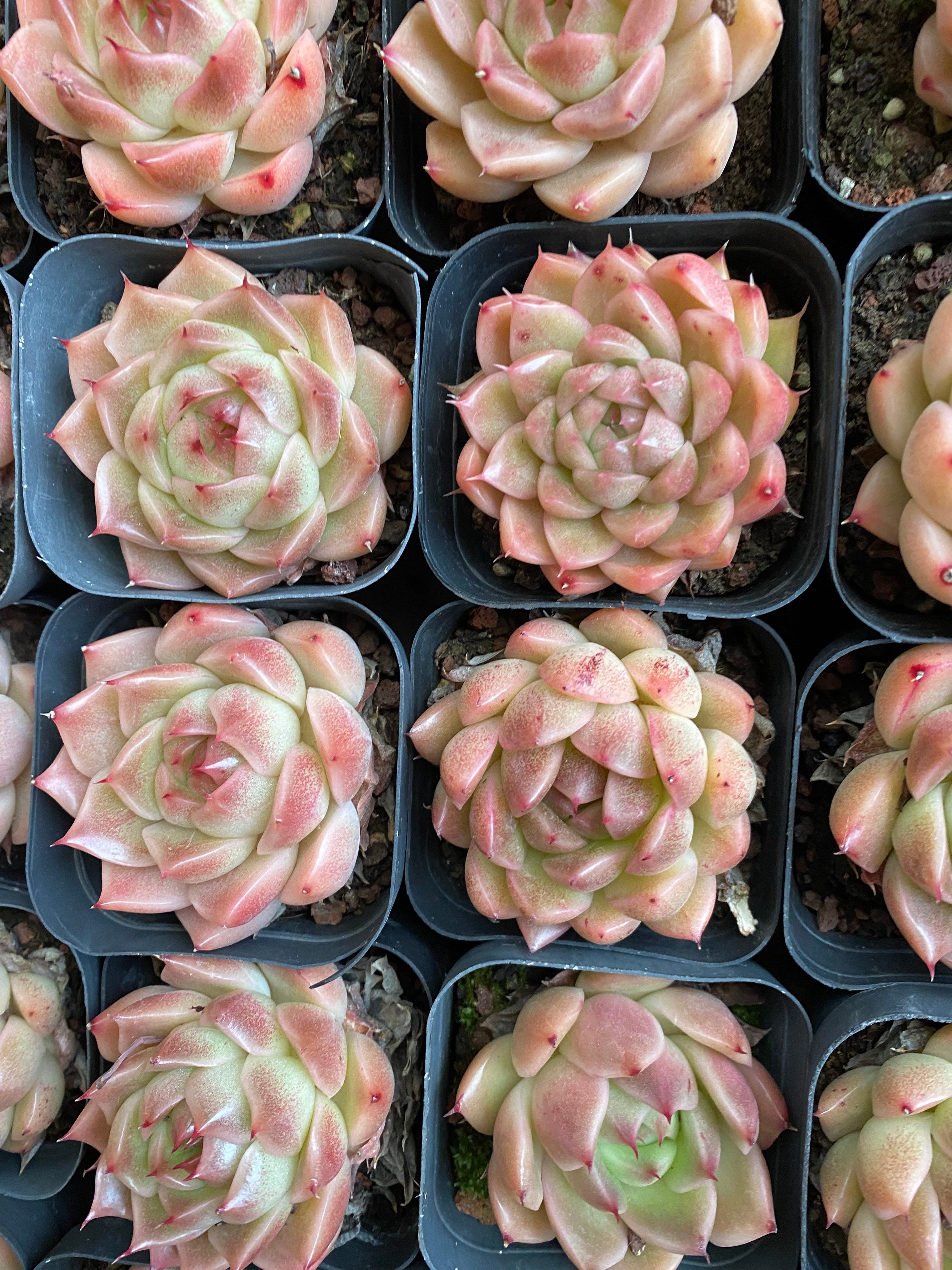 商品 – 環球園芸