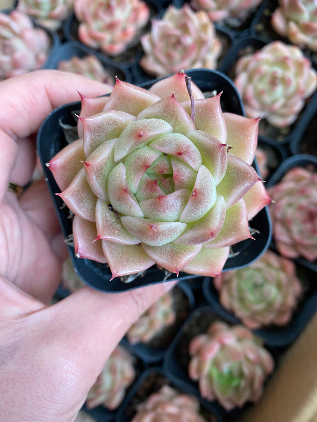 A090 エケベリア マルガン