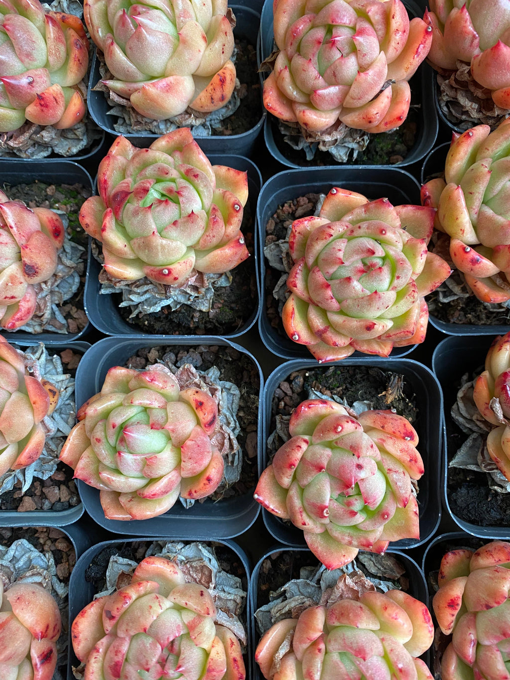 A091 エケベリア ラッキーフェイス