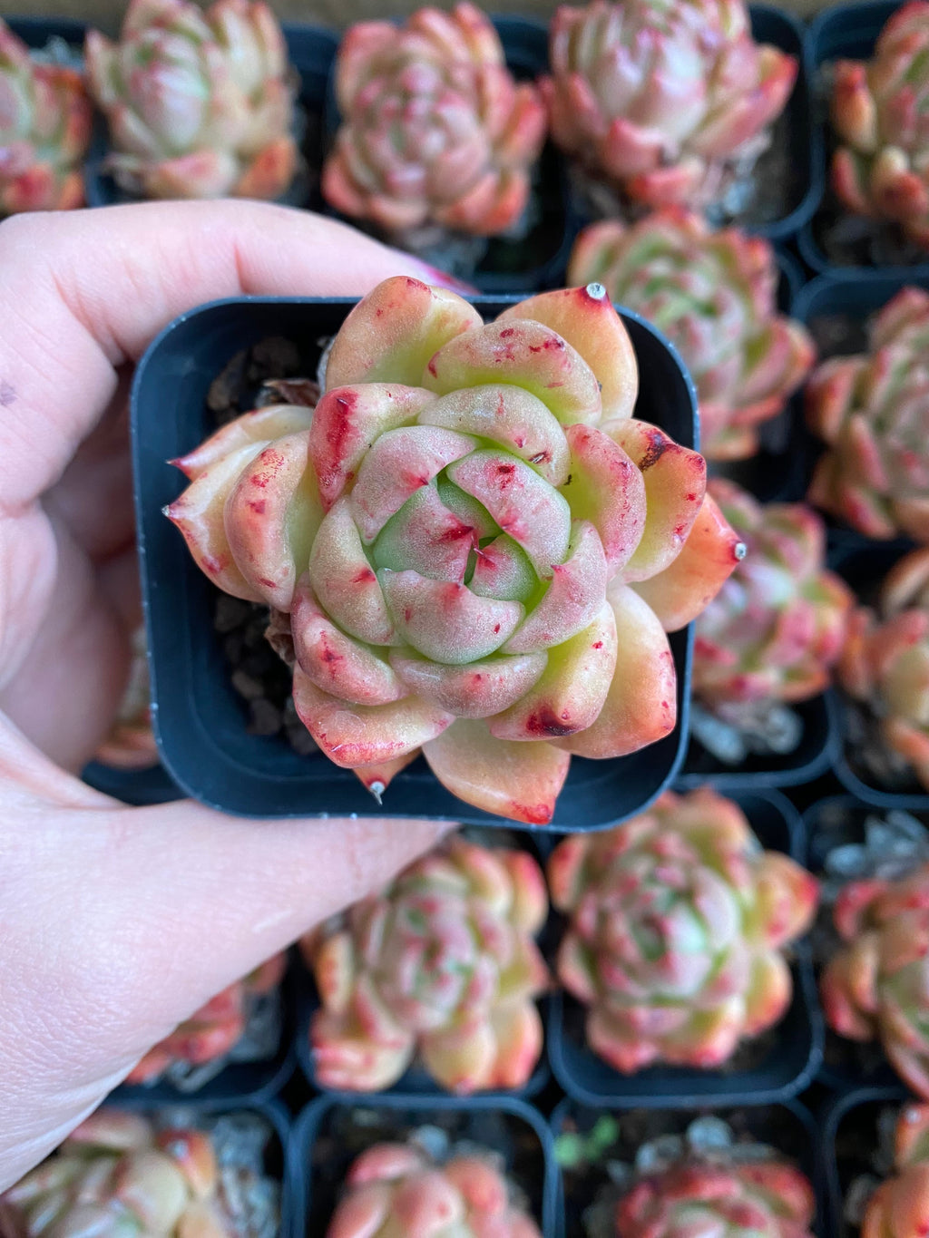 A091 エケベリア ラッキーフェイス