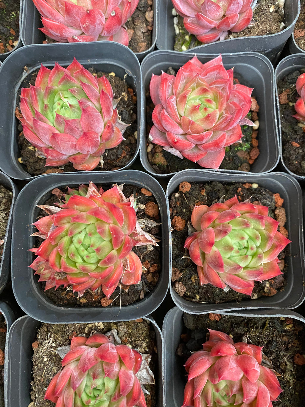 A092 エケベリア フラワーソング