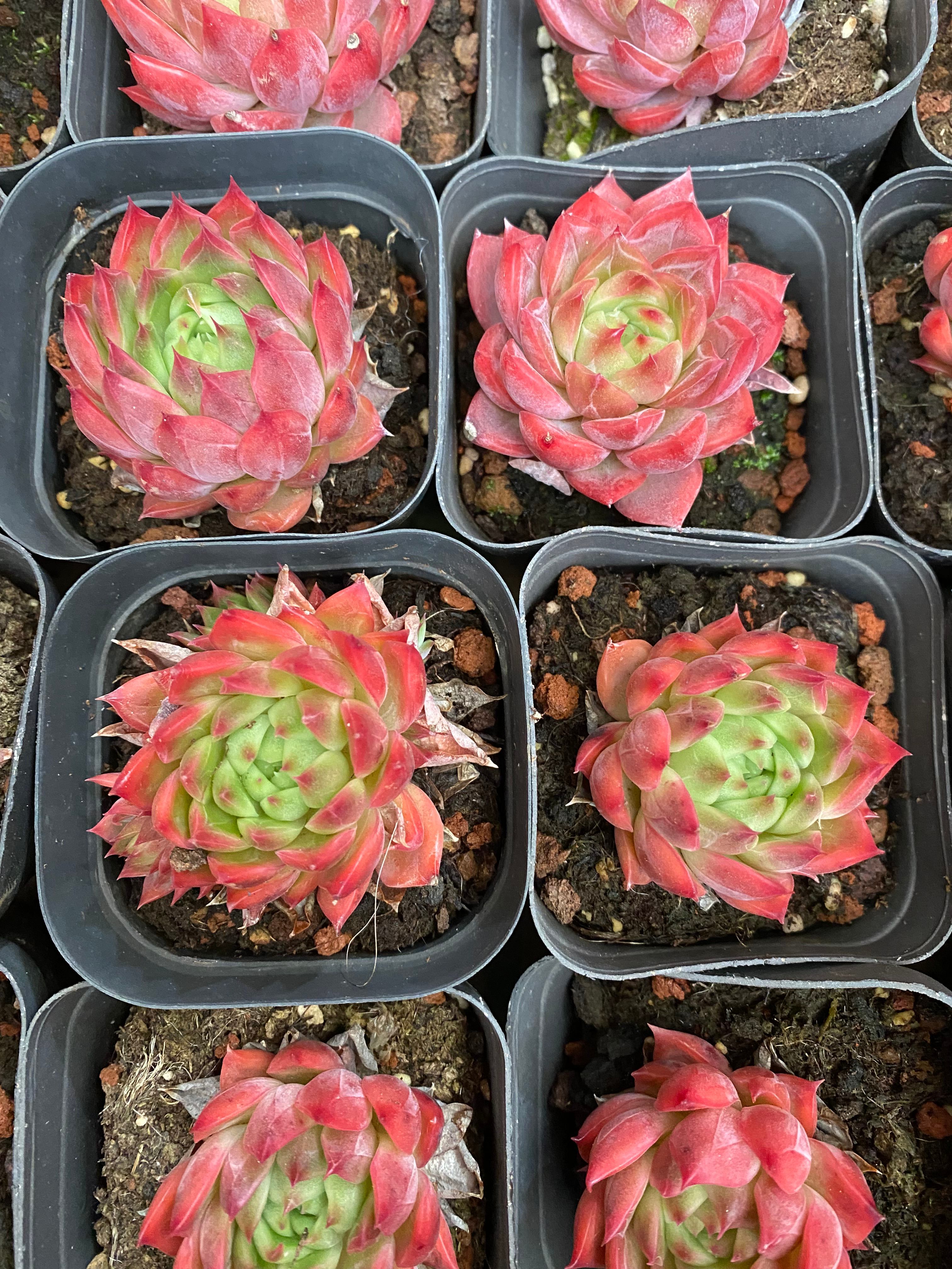 A092 エケベリア フラワーソング