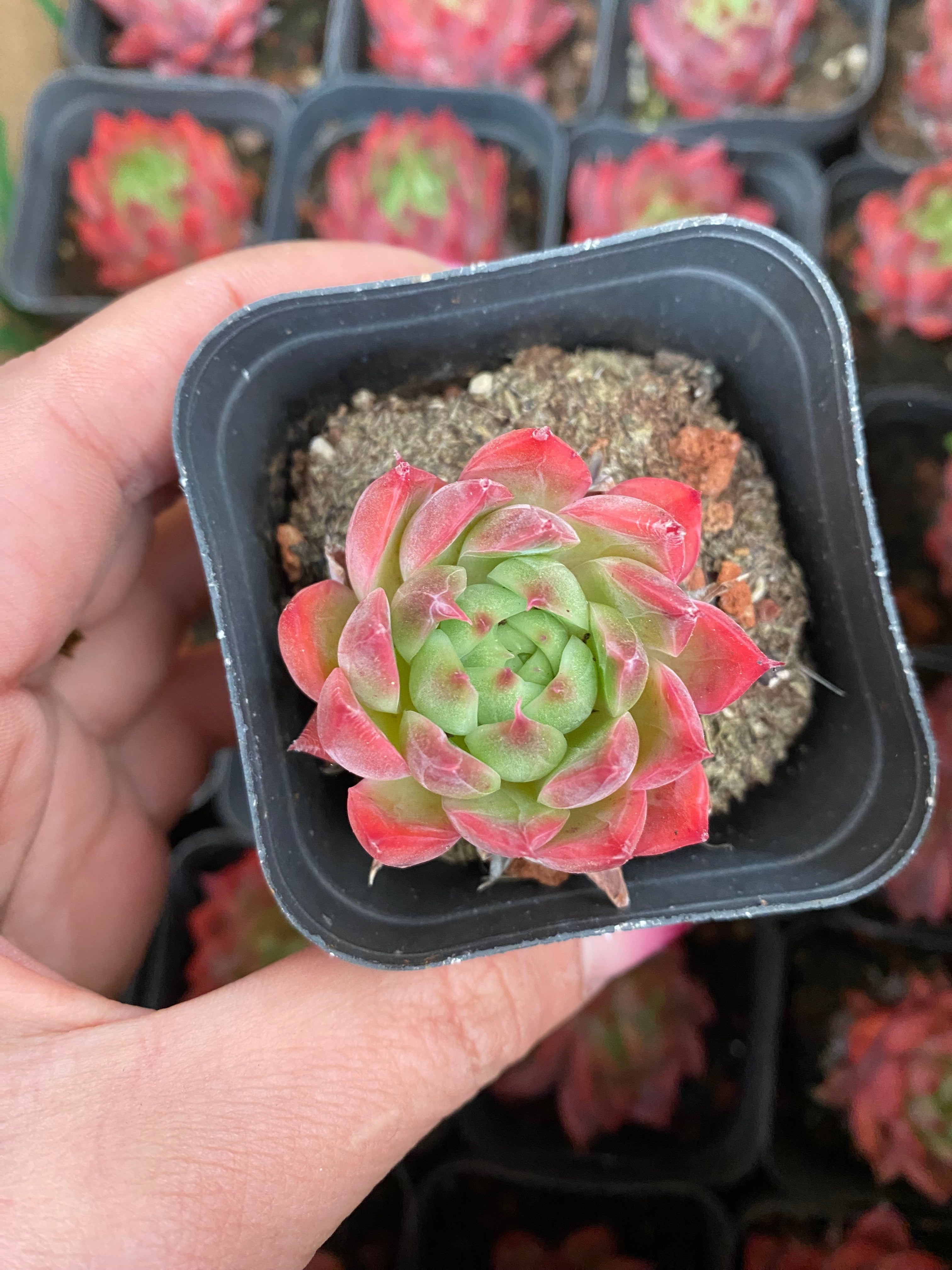 A092 エケベリア フラワーソング