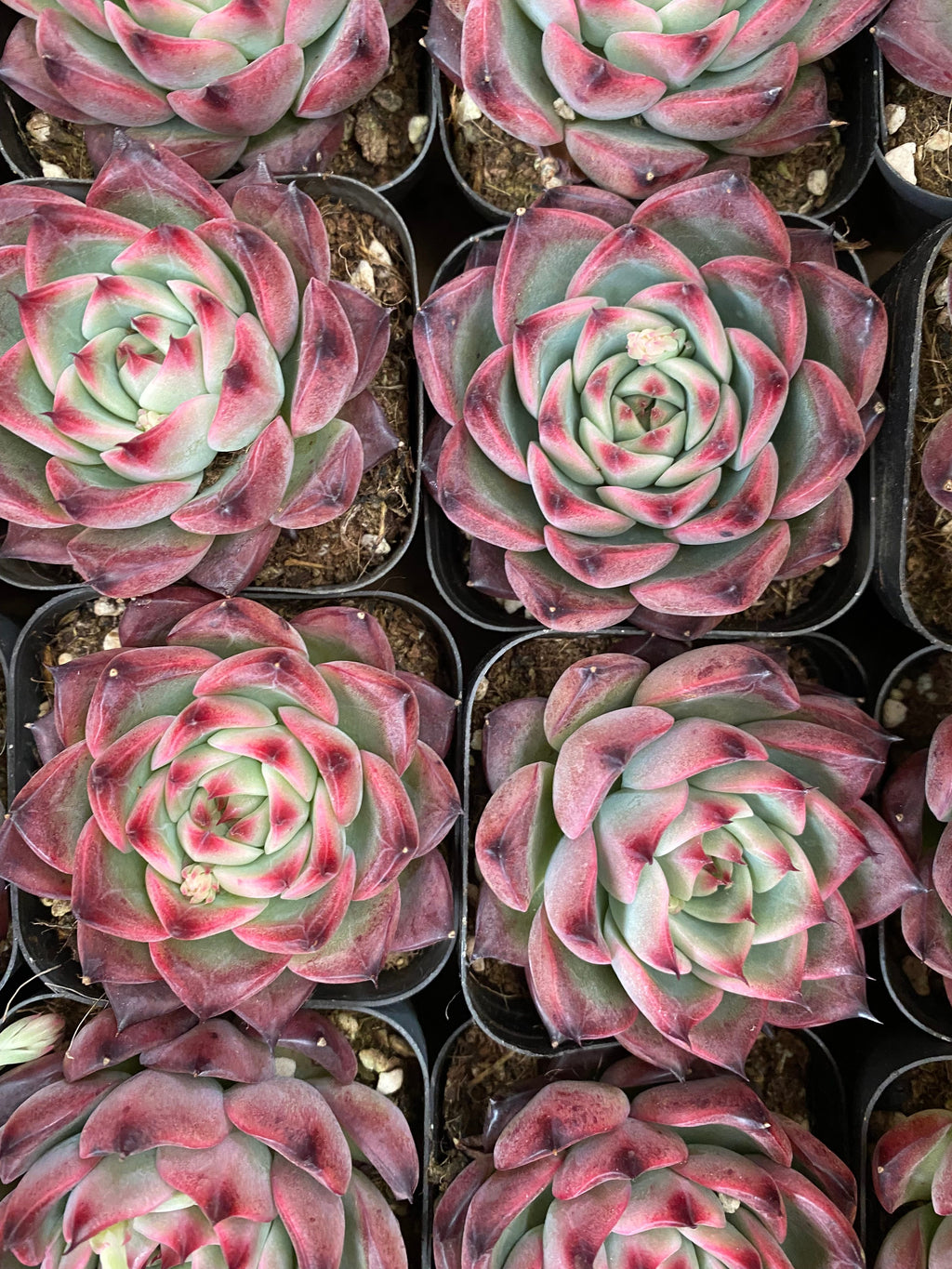 A093 エケベリア ファイアーピラー