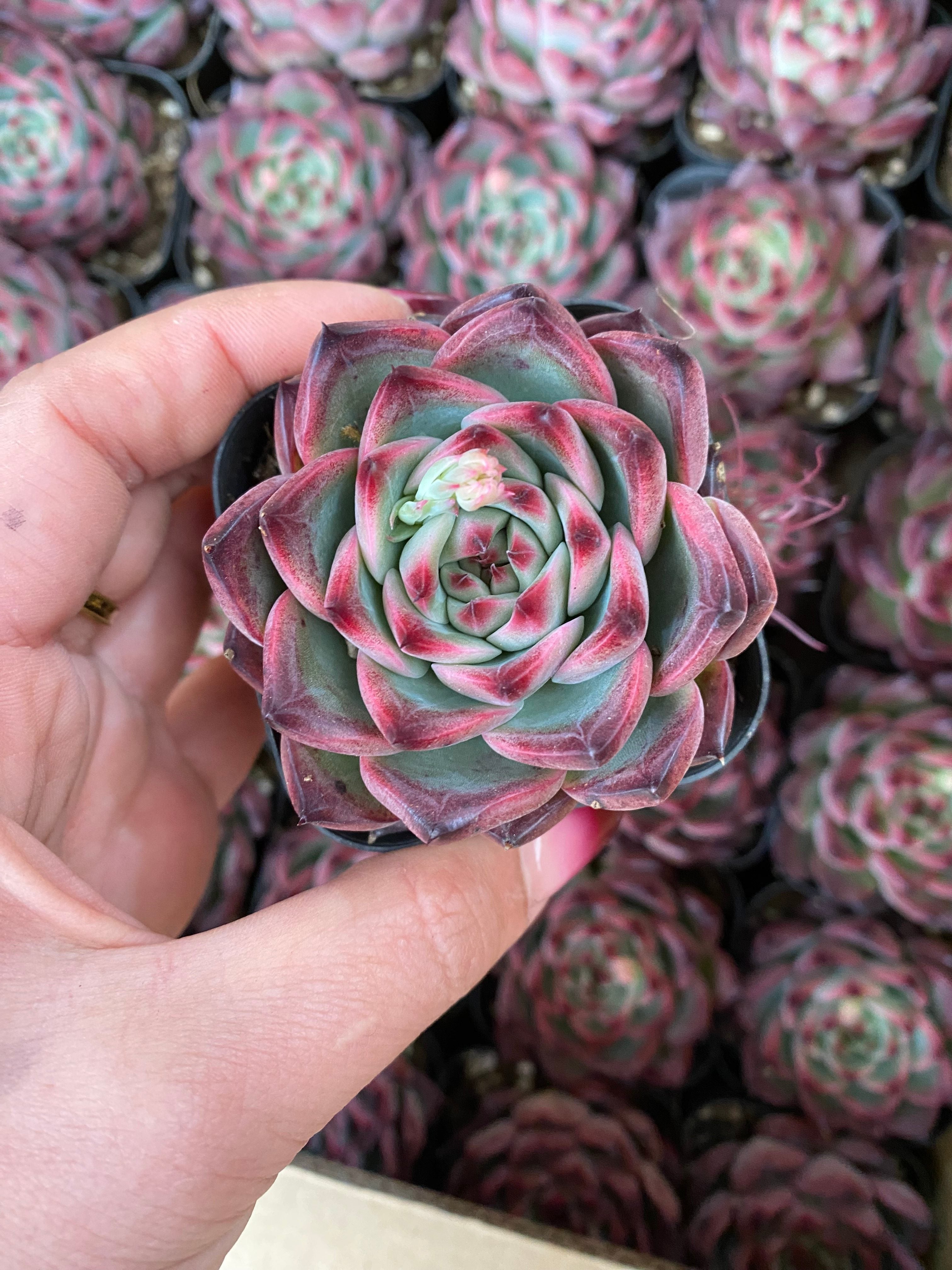 A093 エケベリア ファイアーピラー