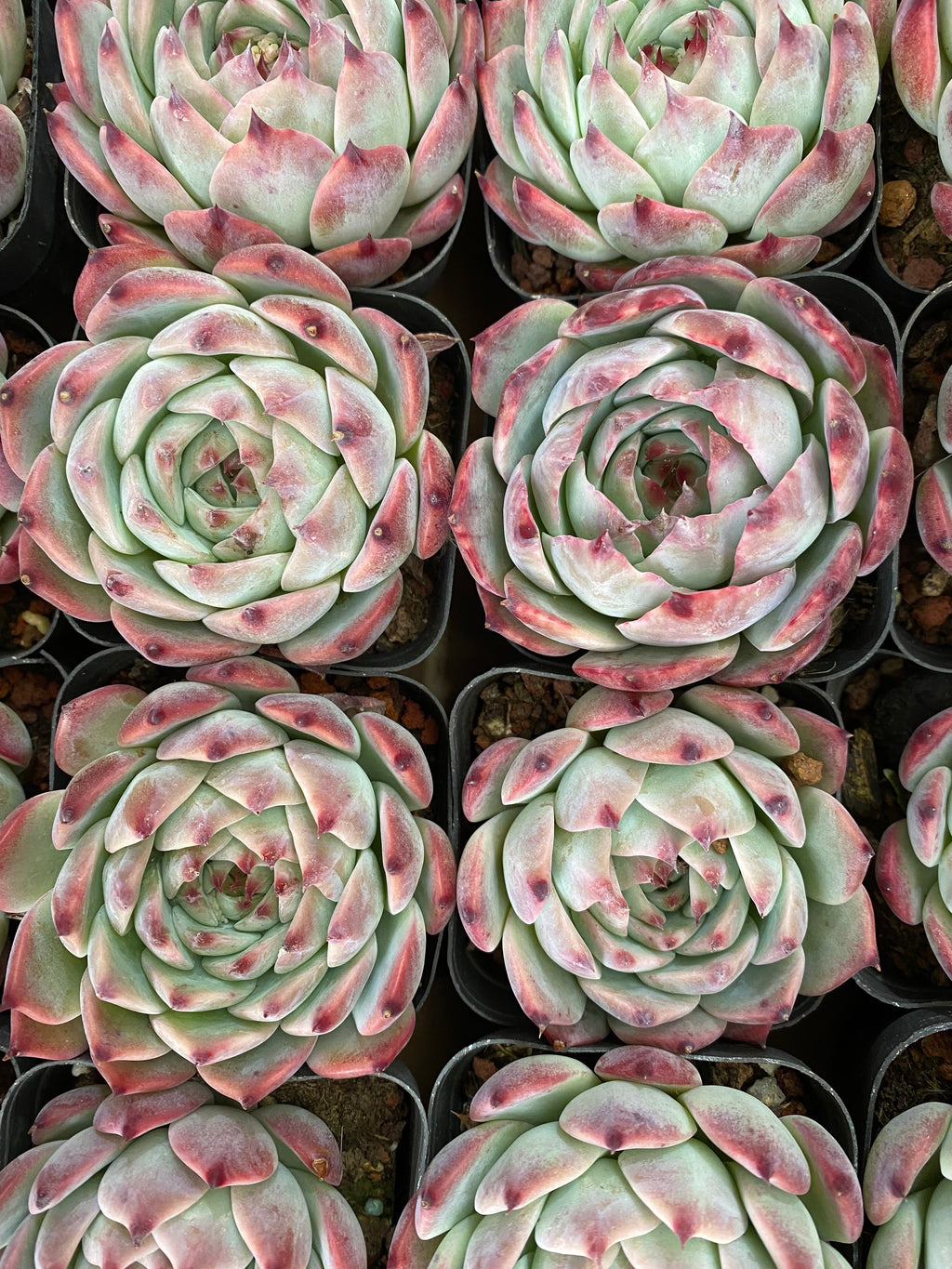 A094 エケベリア カシオ