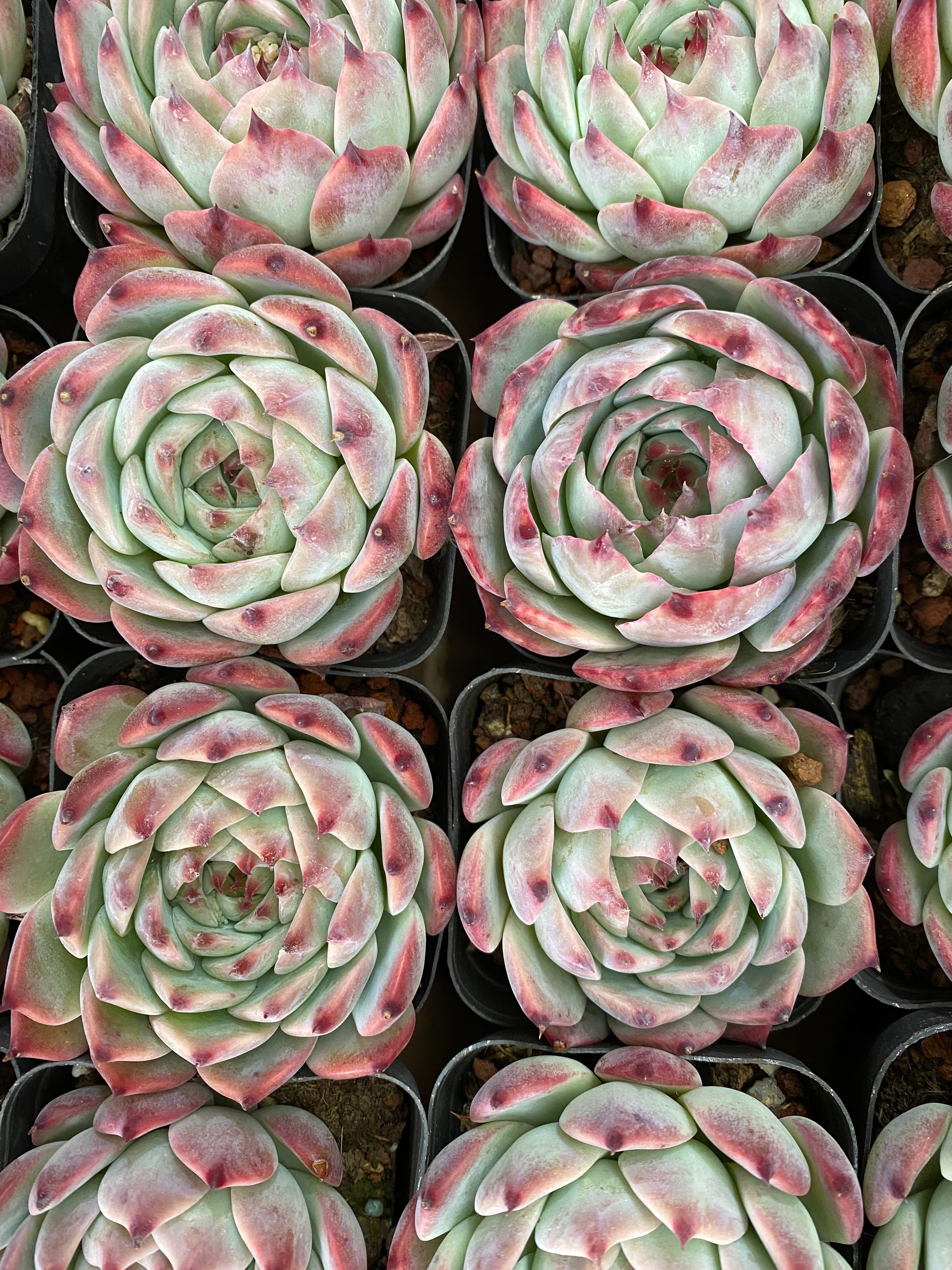 A094 エケベリア カシオ