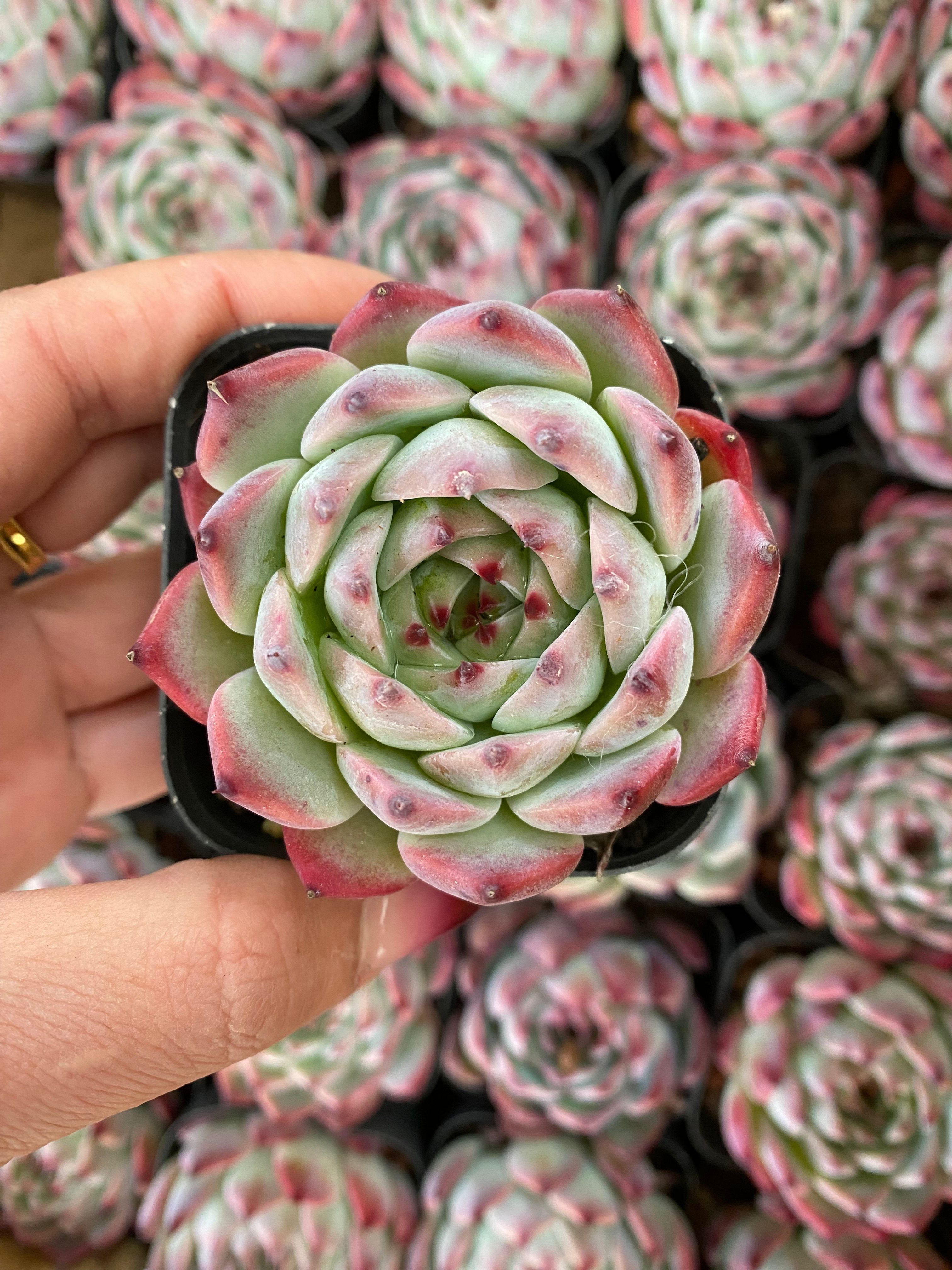 A094 エケベリア カシオ