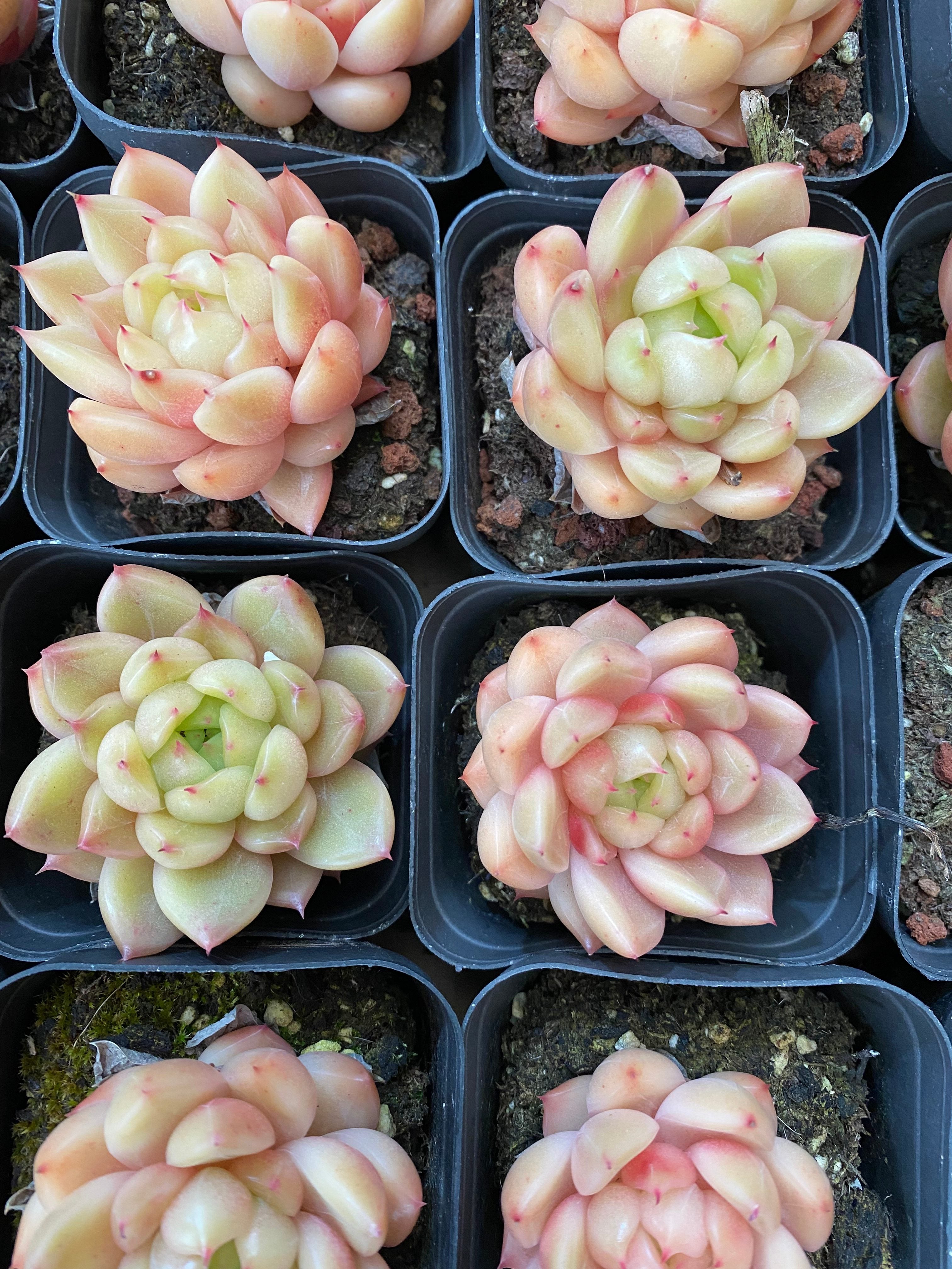 A095 エケベリア ジニー