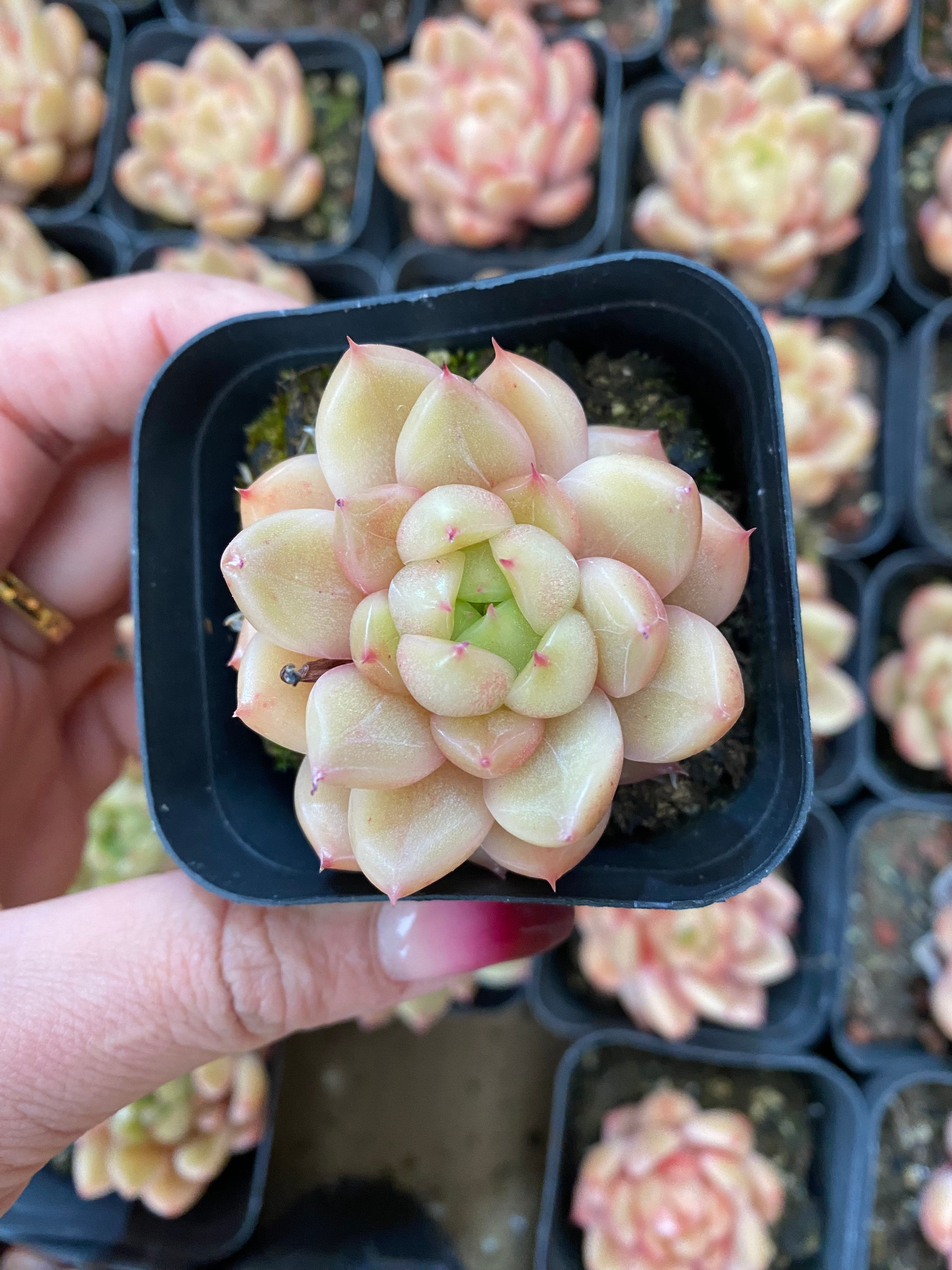 A095 エケベリア ジニー